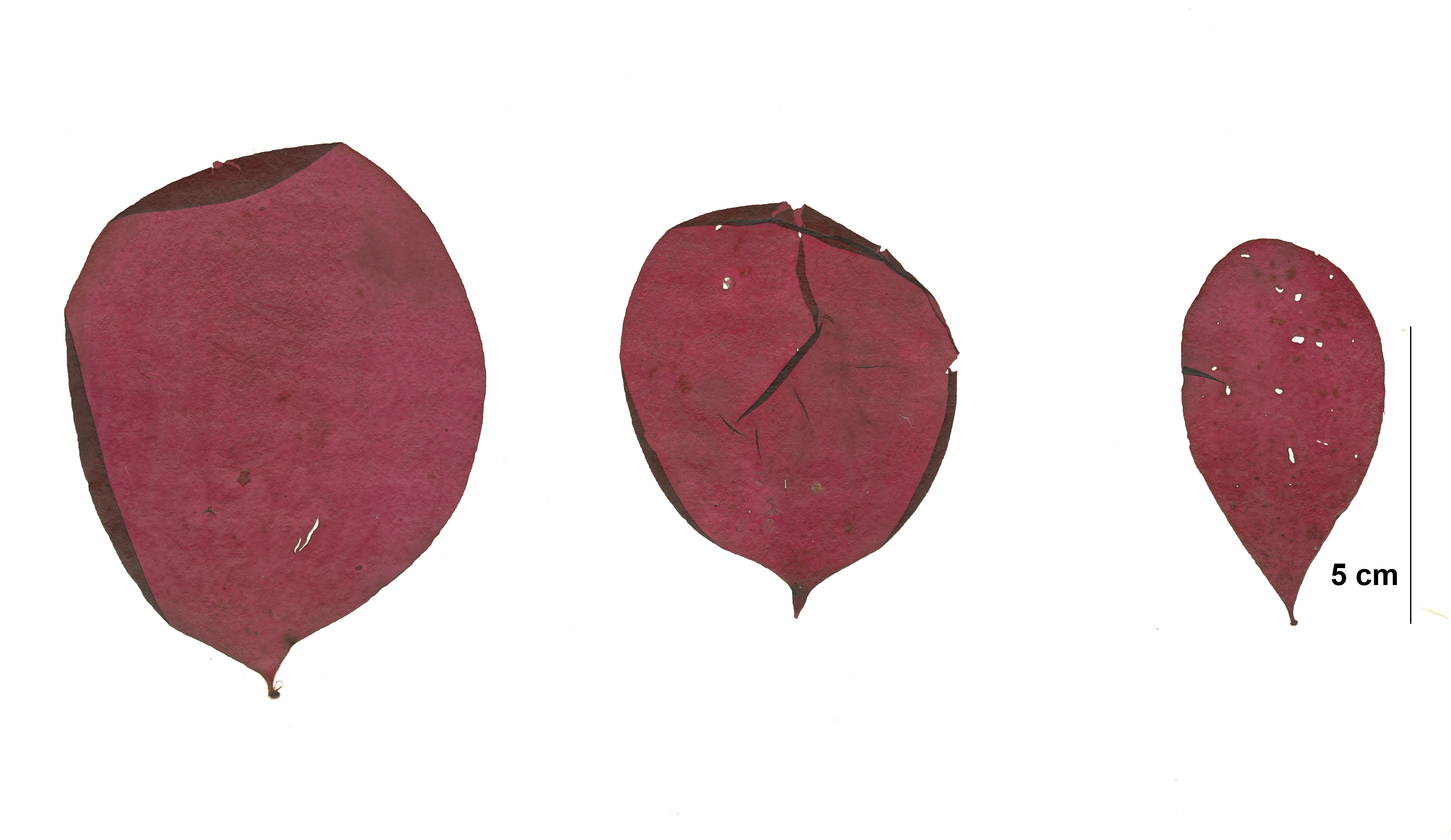 Turnerella mertensiana – M. Lindeberg · Cook Inlet · May 2018