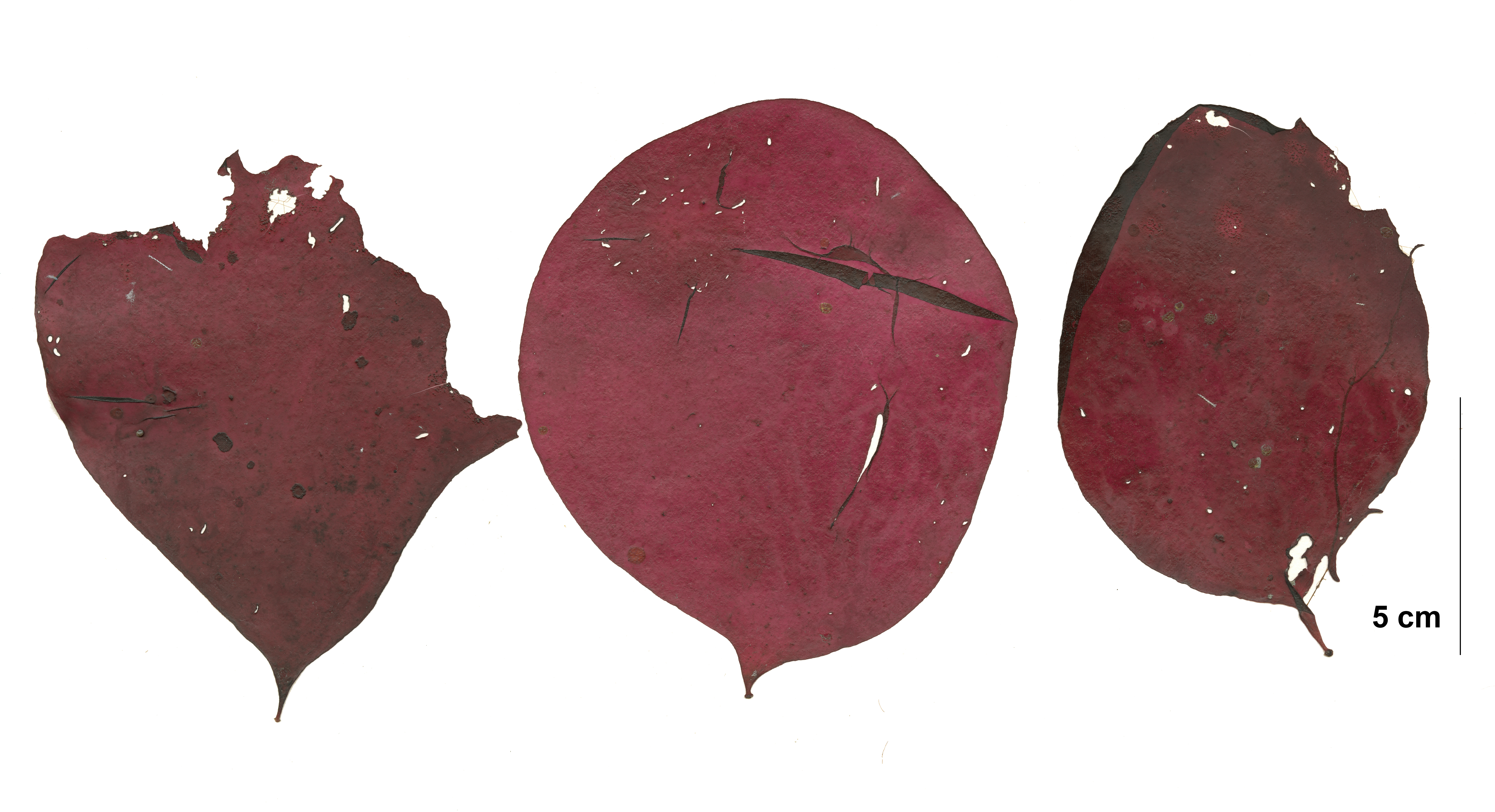 Turnerella mertensiana – M. Lindeberg · Cook Inlet · May 2018