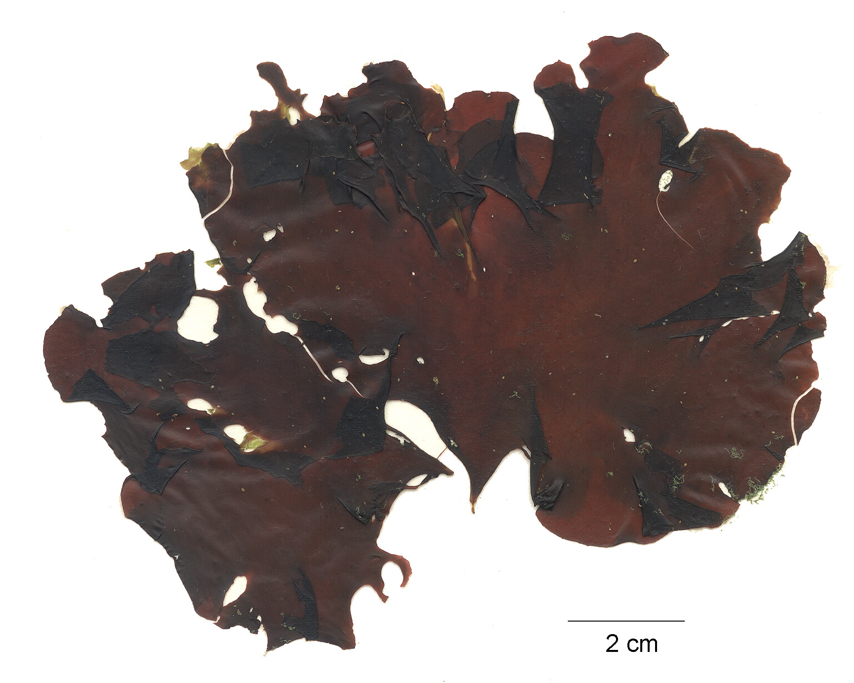 Turnerella mertensiana – M. Lindeberg · Cook Inlet · May 2018