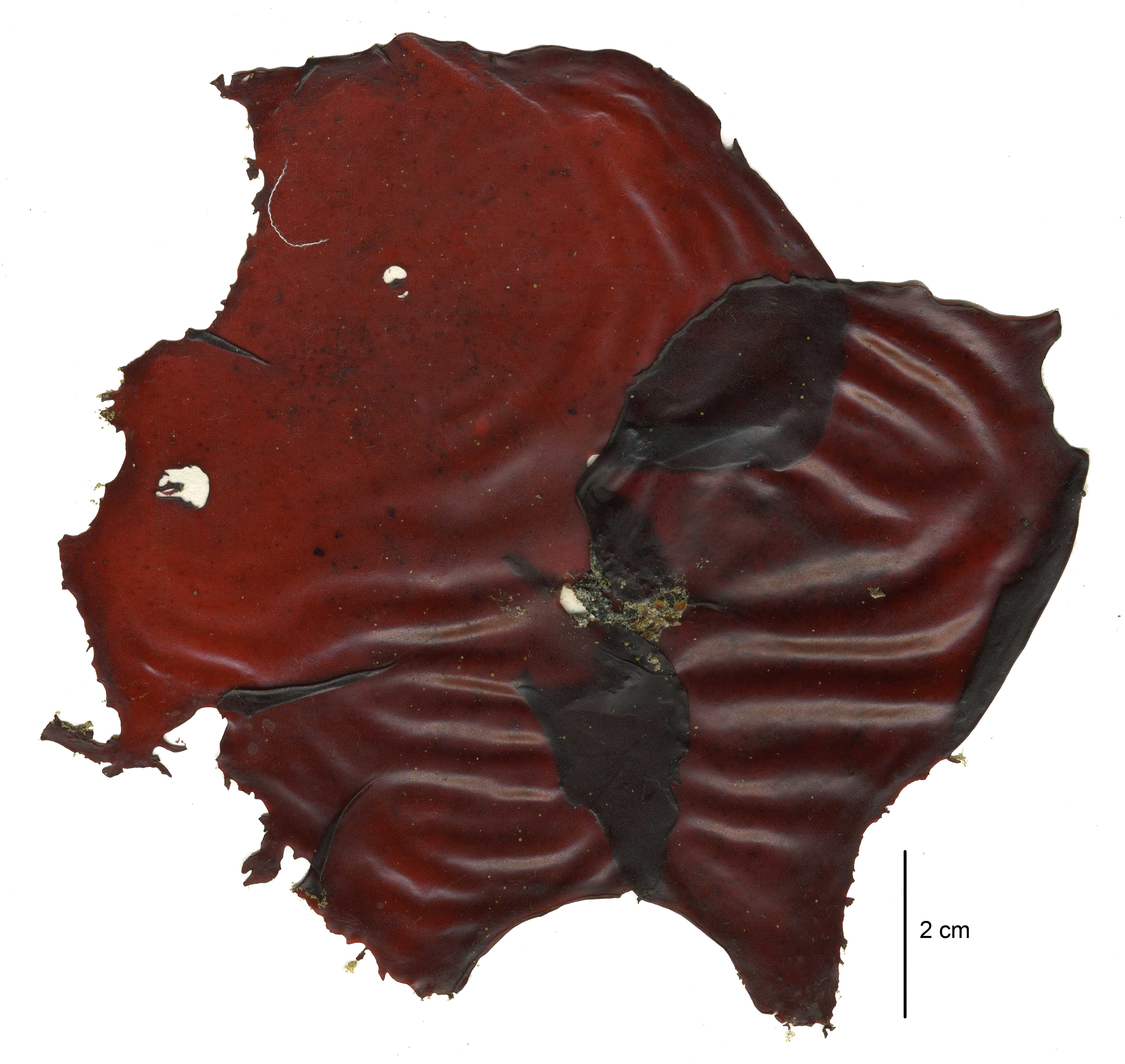Turnerella mertensiana – M. Lindeberg · Aleutian Islands · July 2006