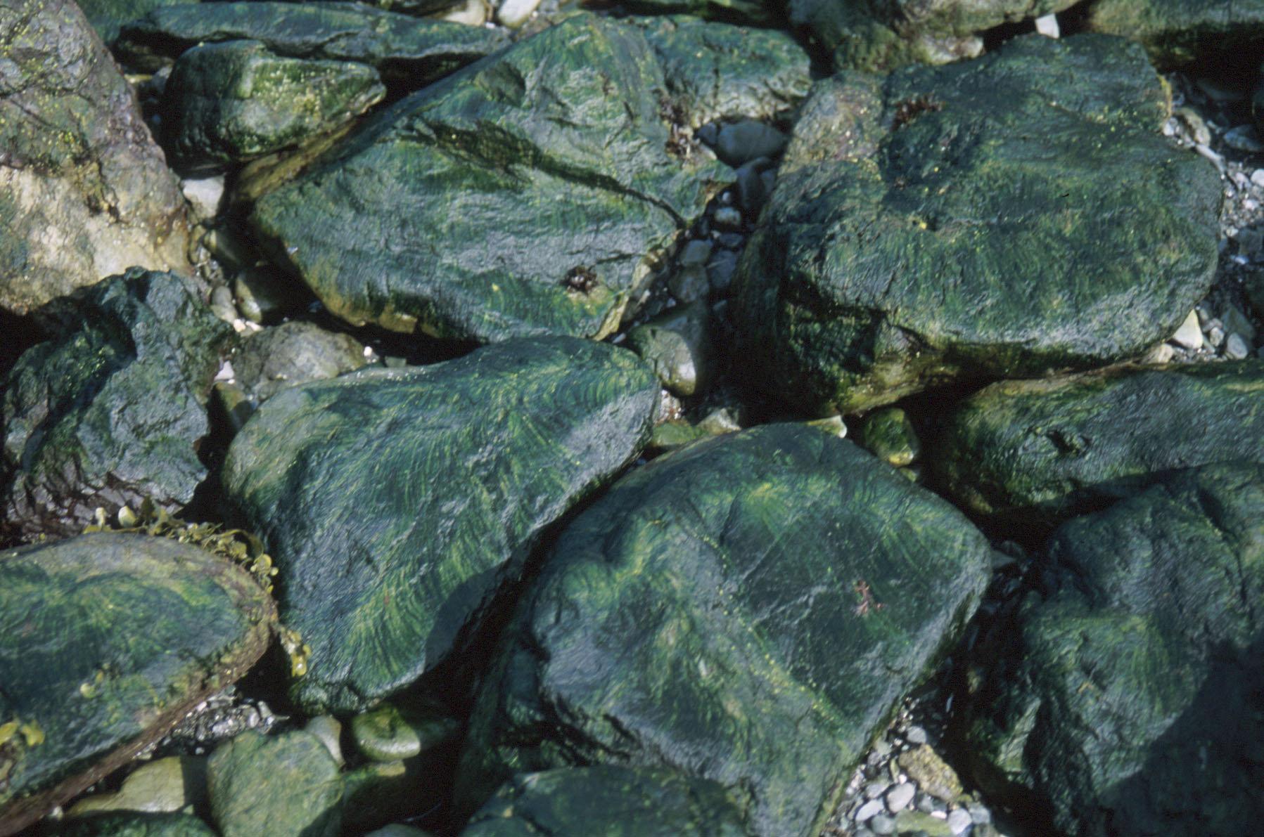 Ulothrix flacca – M. Lindeberg · Cook Inlet · June 2000