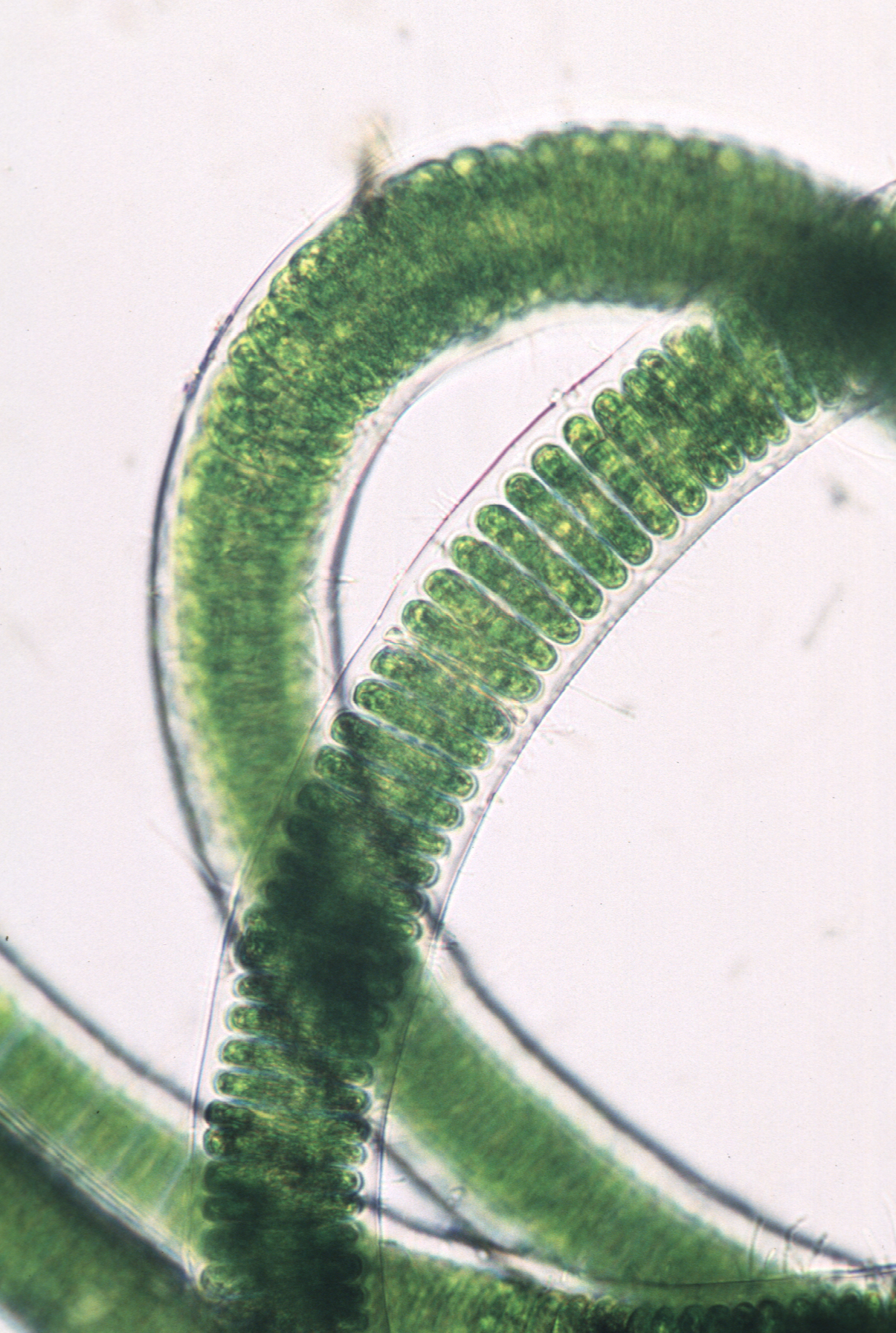 Ulothrix flacca – M. Lindeberg · Cook Inlet · June 2000