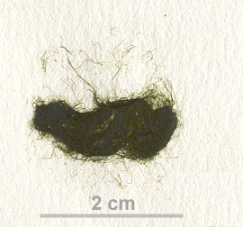 Ulothrix flacca