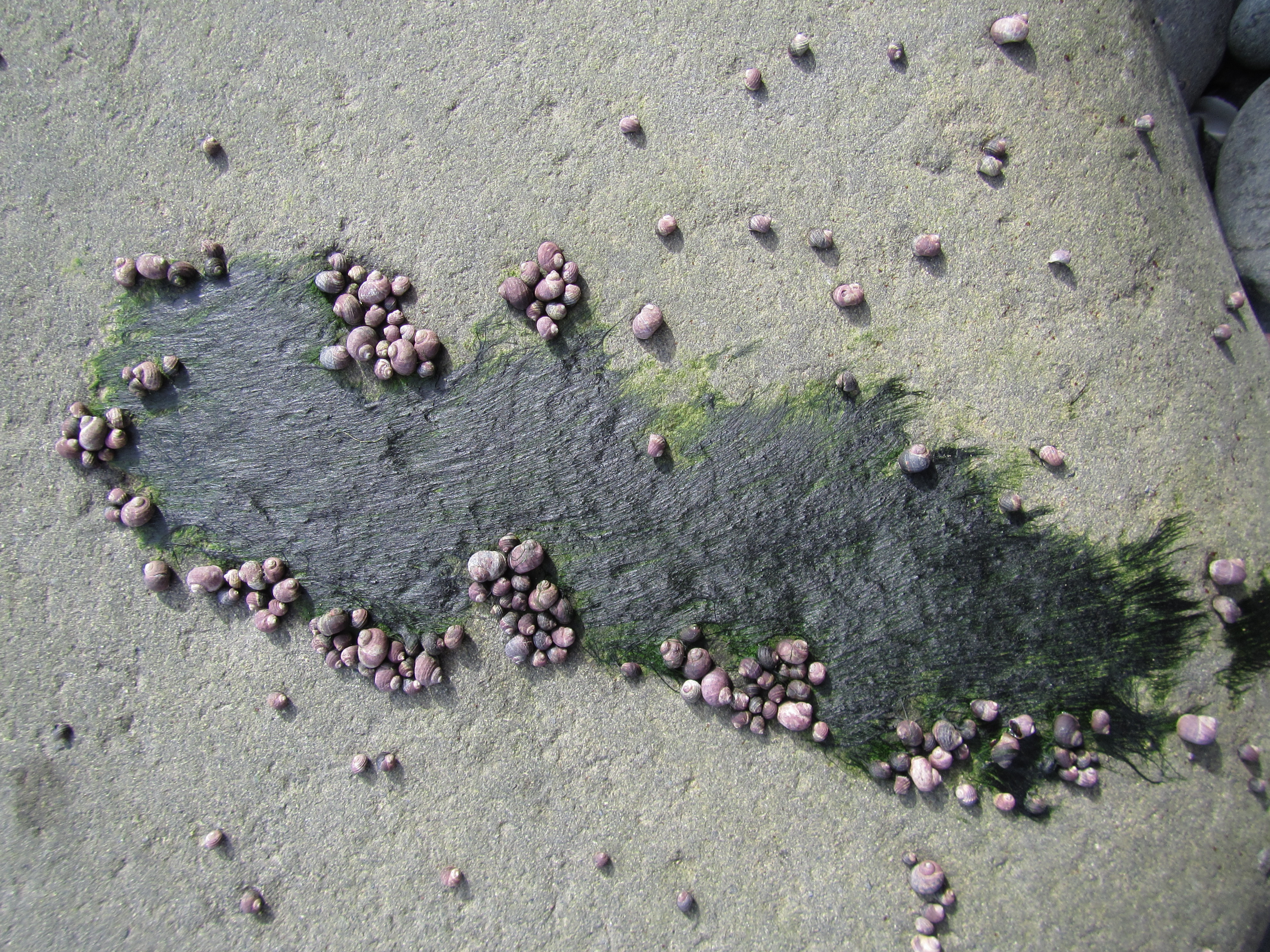 Ulothrix flacca – M. Lindeberg · Alaska Peninsula · May 2016