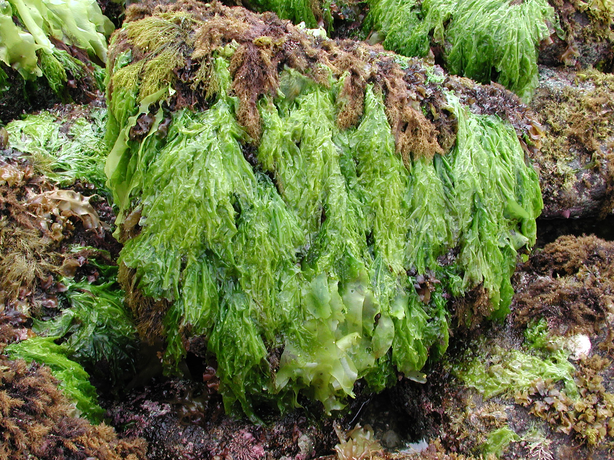 Ulva fenestrata – M. Lindeberg · Kodiak Archipelago · May 2005