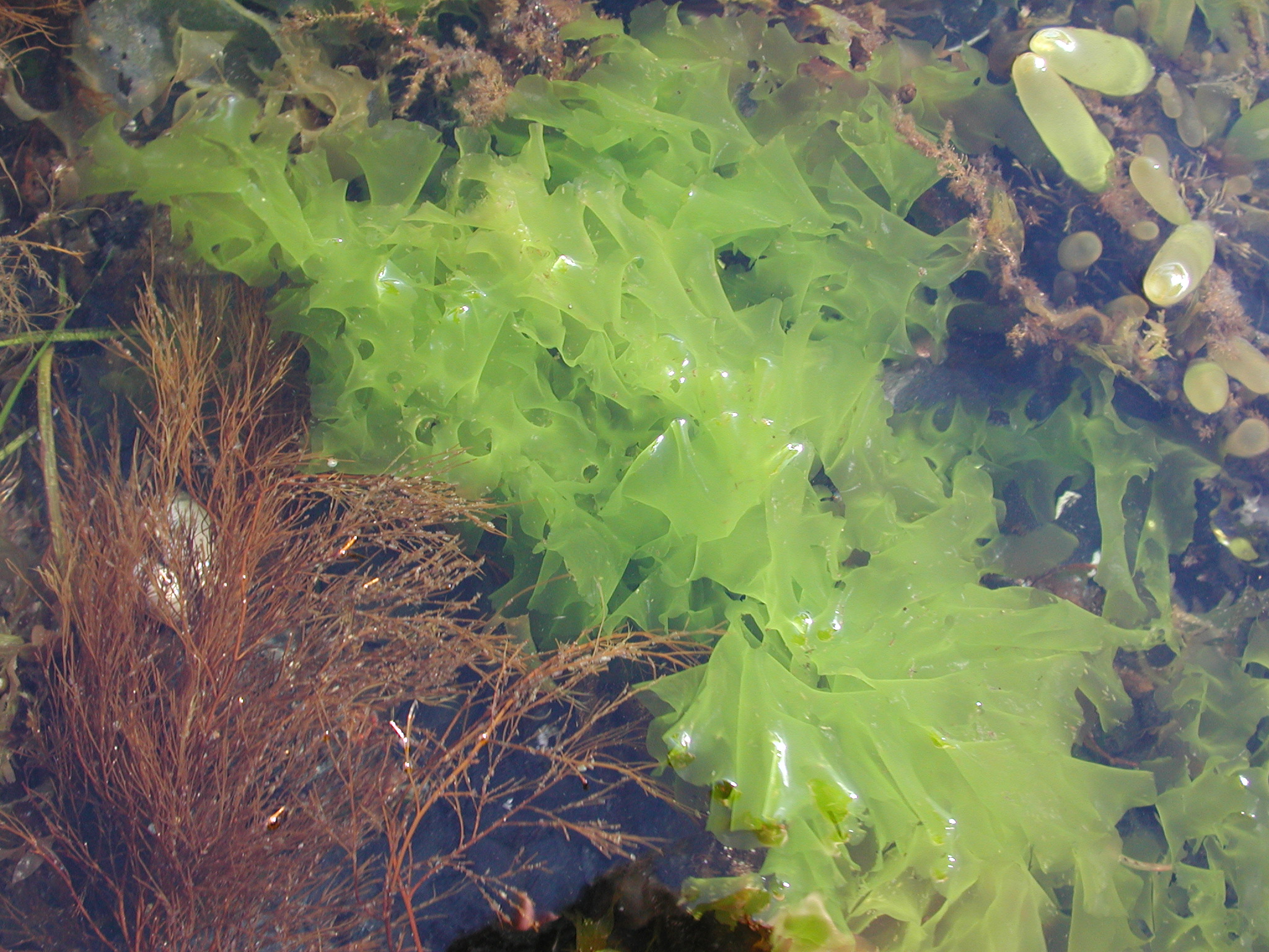 Ulva fenestrata – M. Lindeberg · Kodiak Archipelago · June 2005