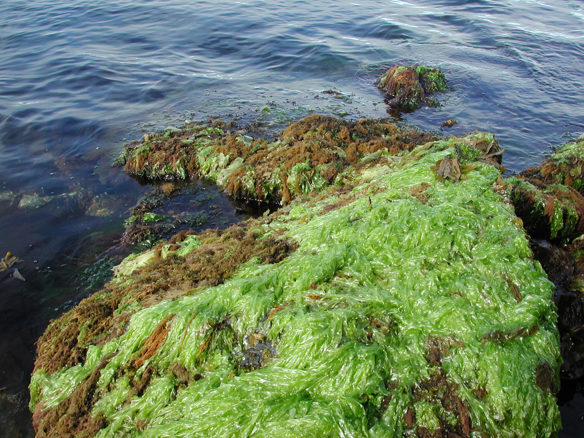 Ulva fenestrata – M. Lindeberg · Southeast Alaska · June 2006