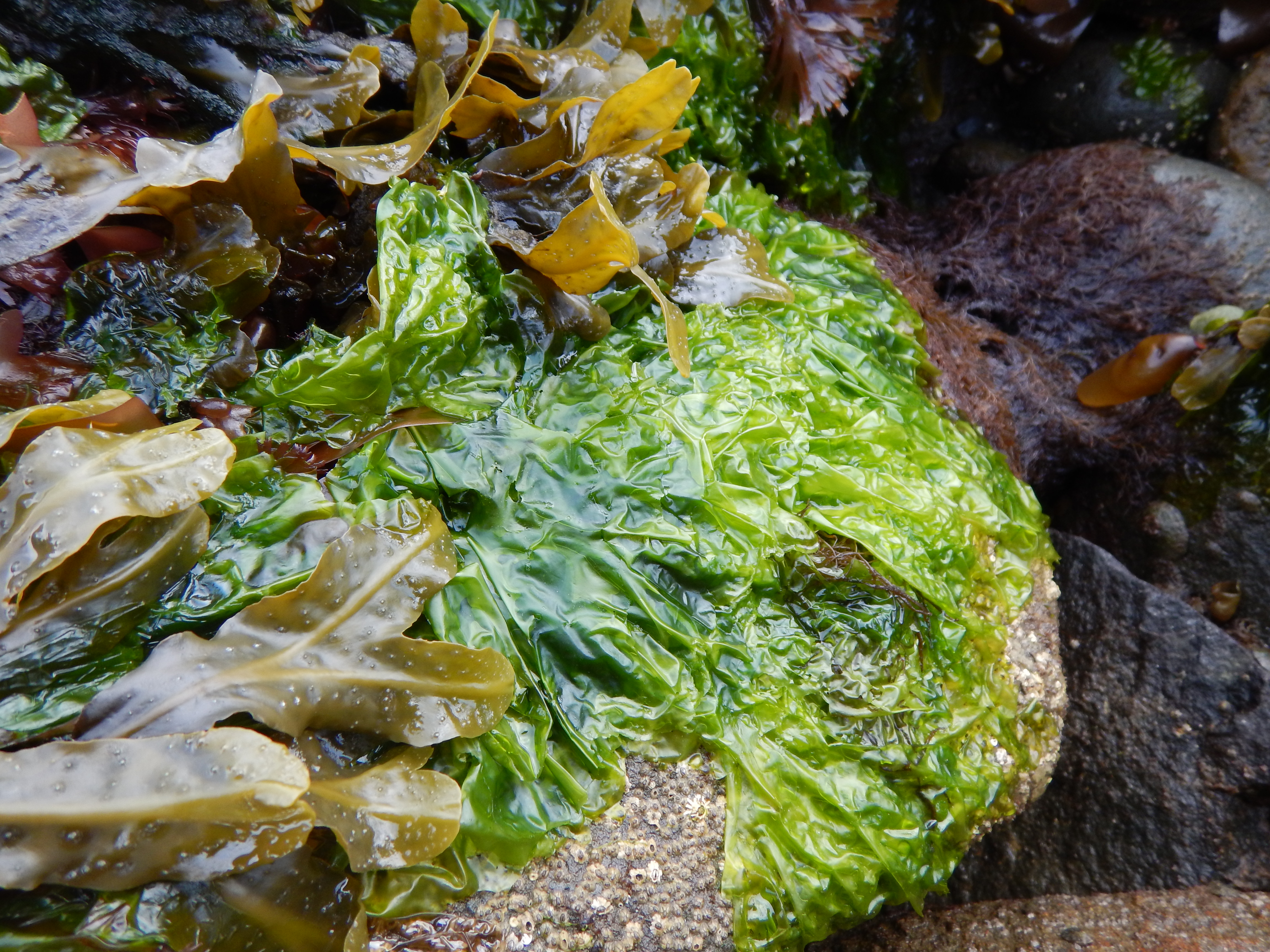 Ulva fenestrata – M. Lindeberg · Alaska Peninsula · May 2016