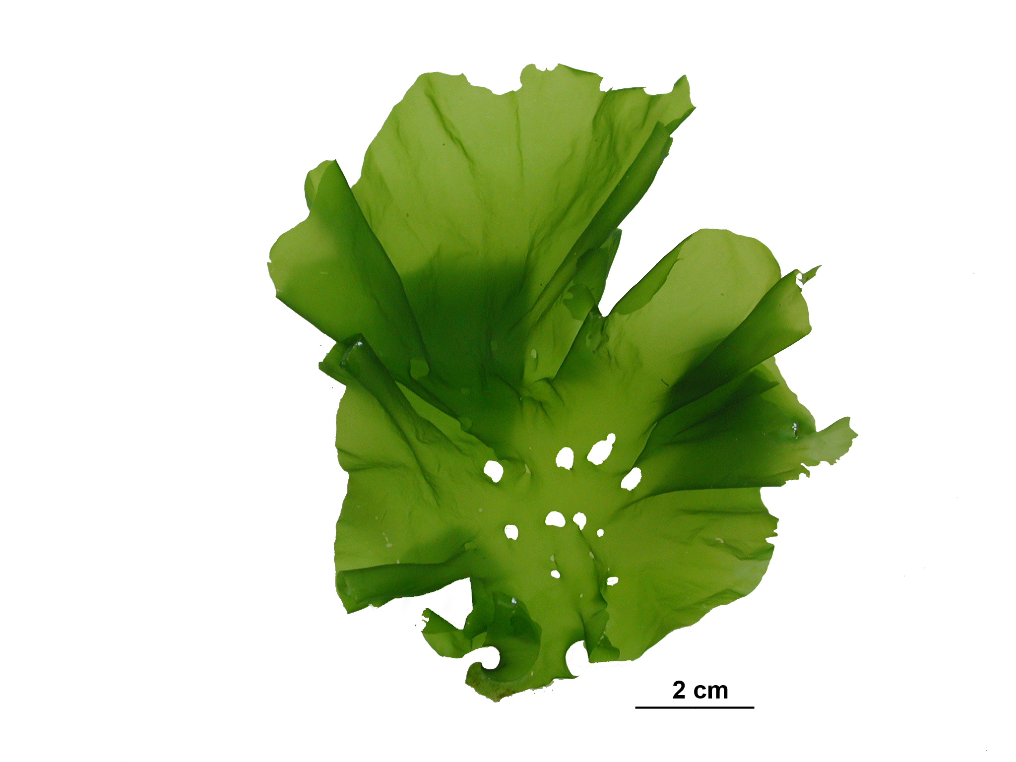 Ulva fenestrata
