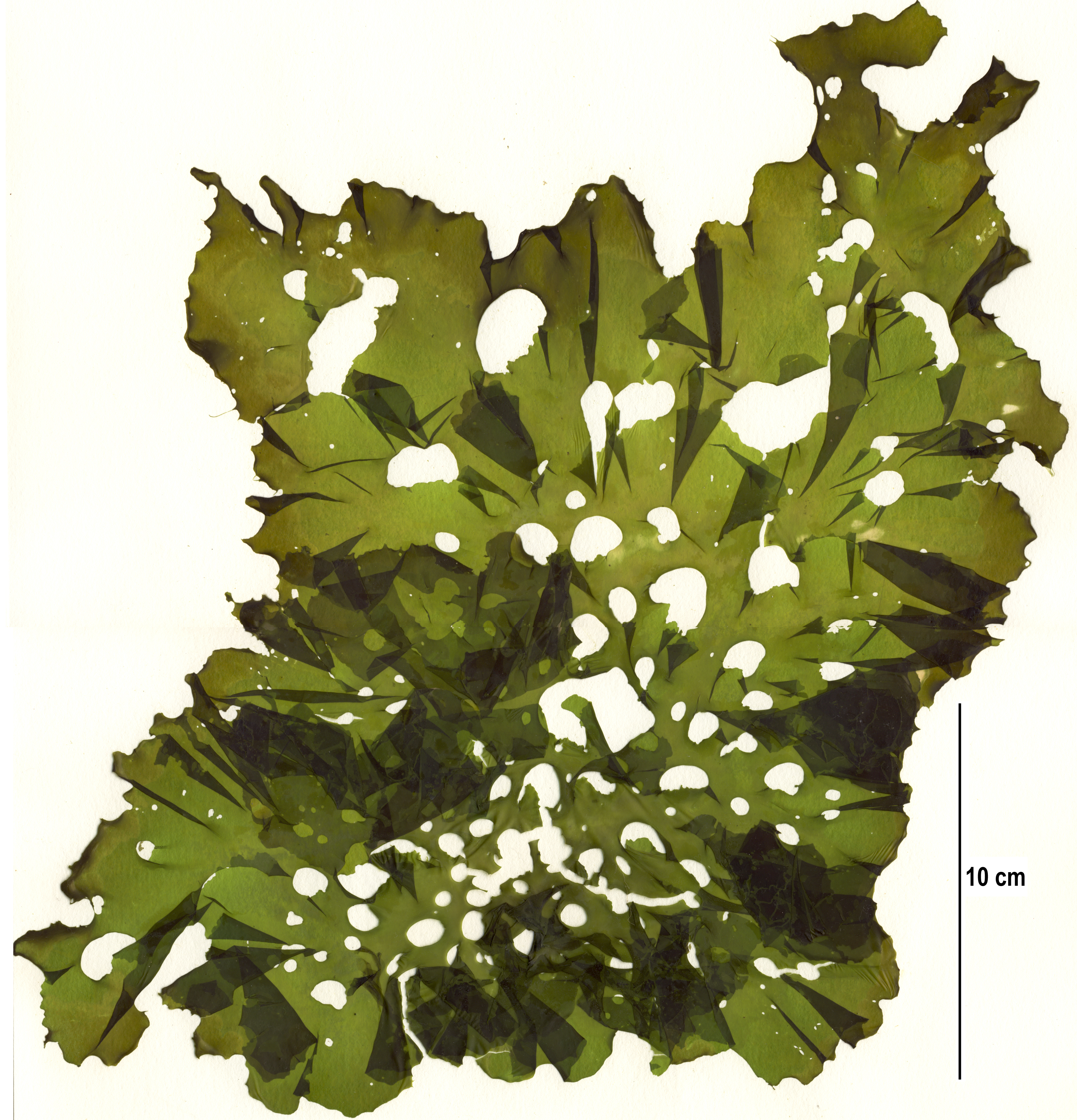 Ulva fenestrata – M. Lindeberg · Alaska Peninsula · July 2003