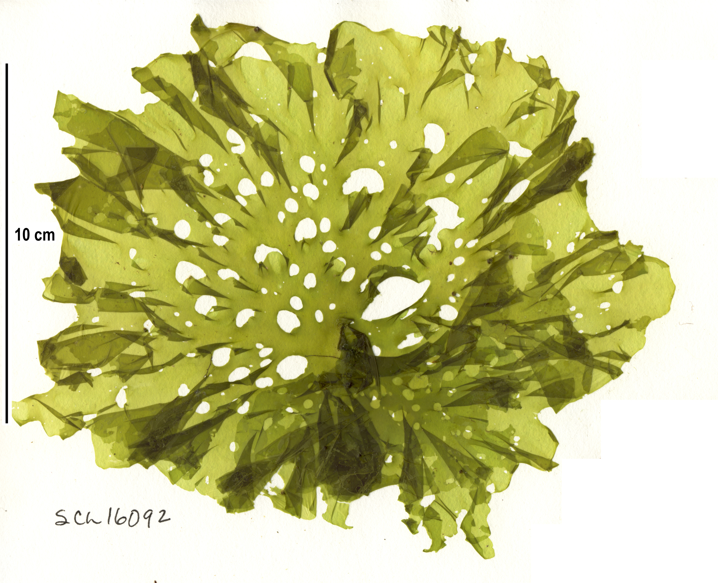 Ulva fenestrata – S. Lindstrom · Alaska Peninsula · May 2016