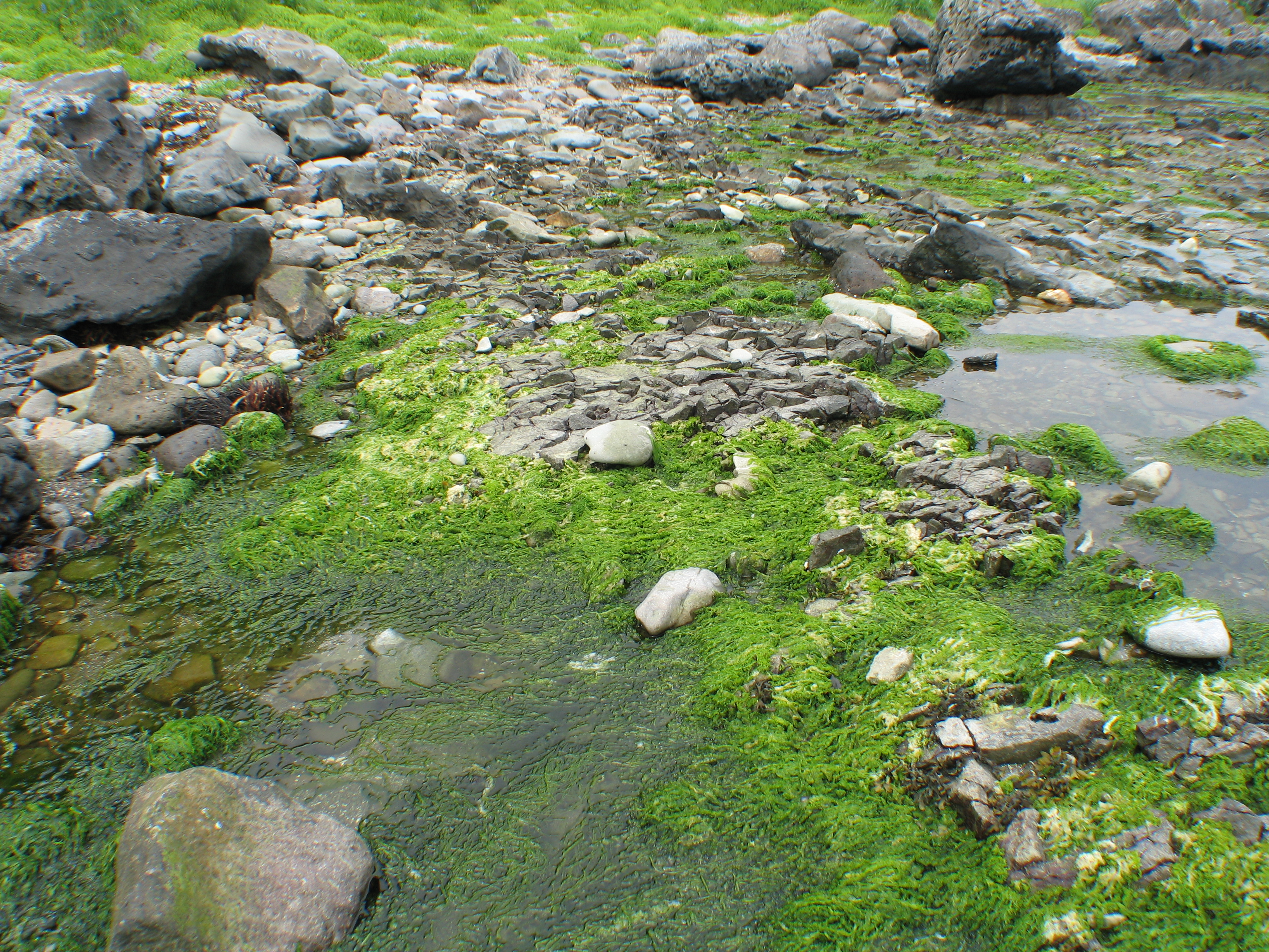 Ulva intestinalis – M. Lindeberg · Southeast Alaska · June 2006