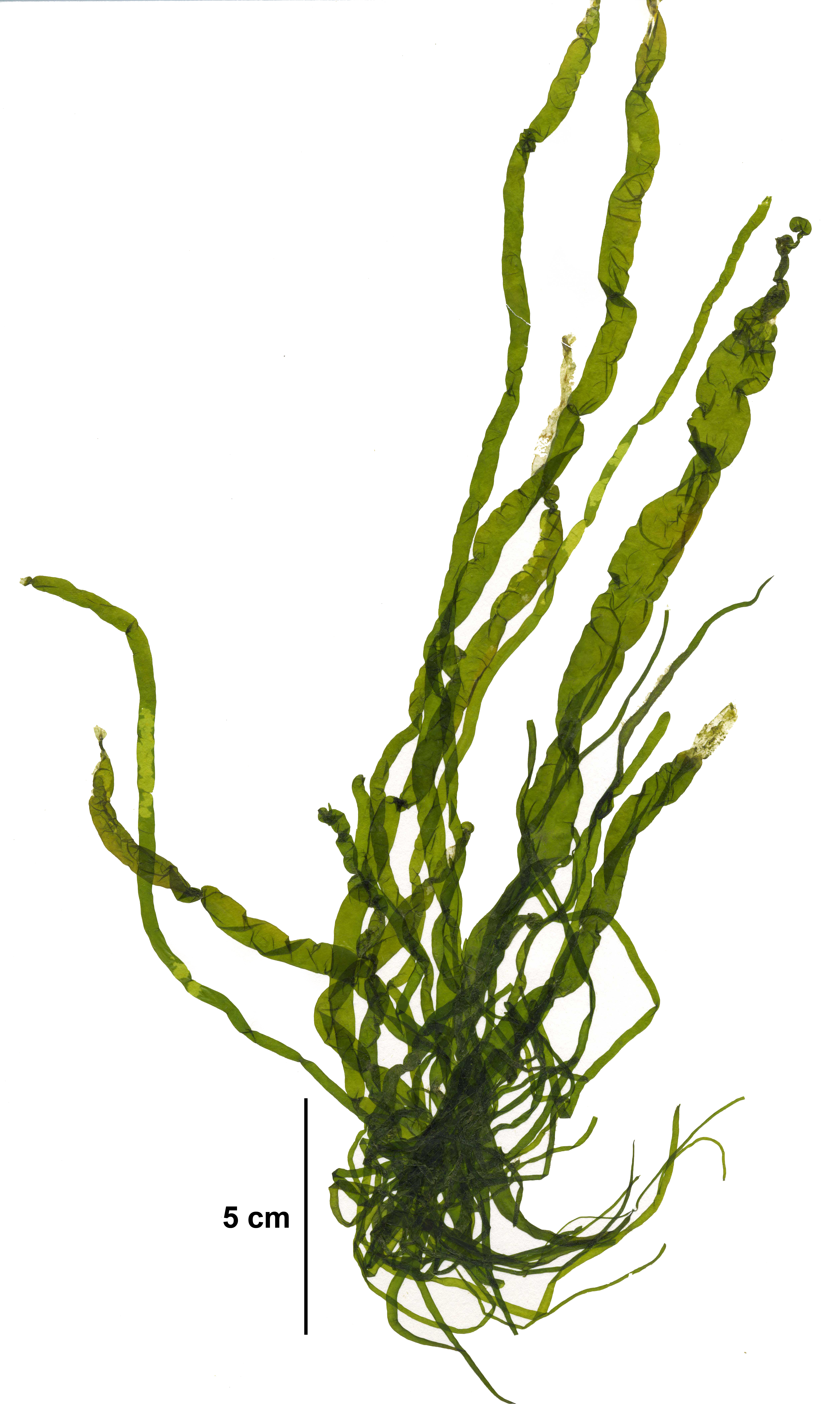 Ulva intestinalis