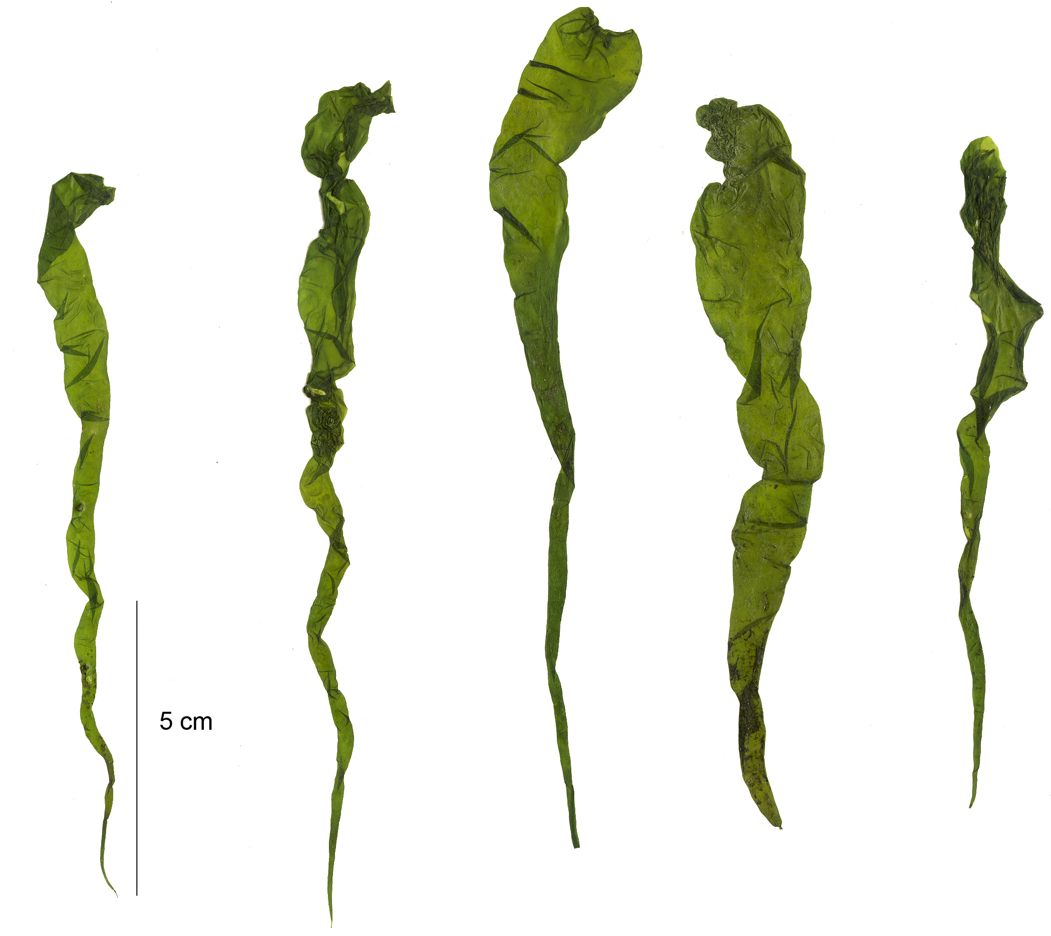 Ulva intestinalis – M. Lindeberg · Aleutian Islands · July 2006