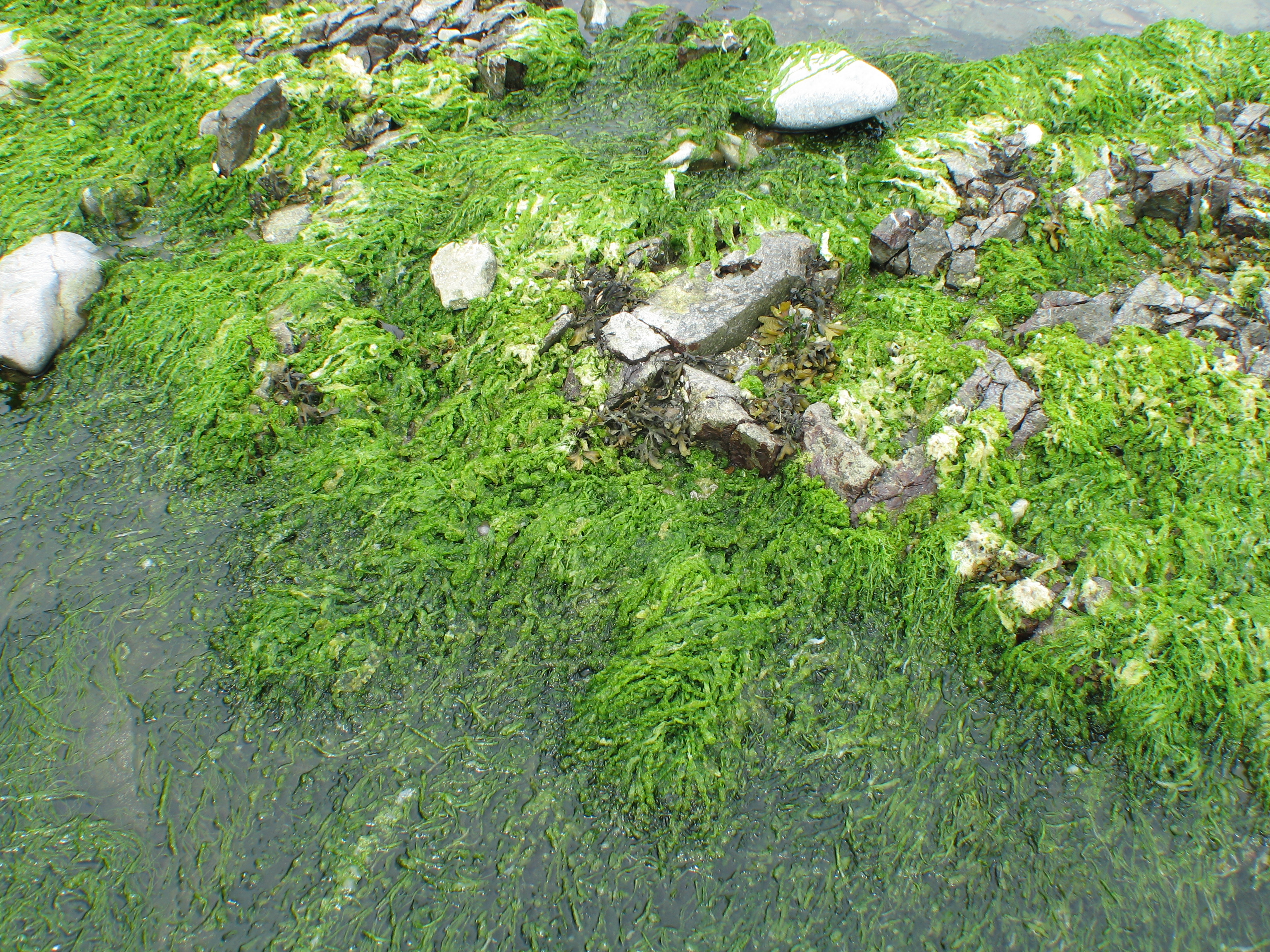 Ulva intestinalis – M. Lindeberg · Aleutian Islands · July 2006