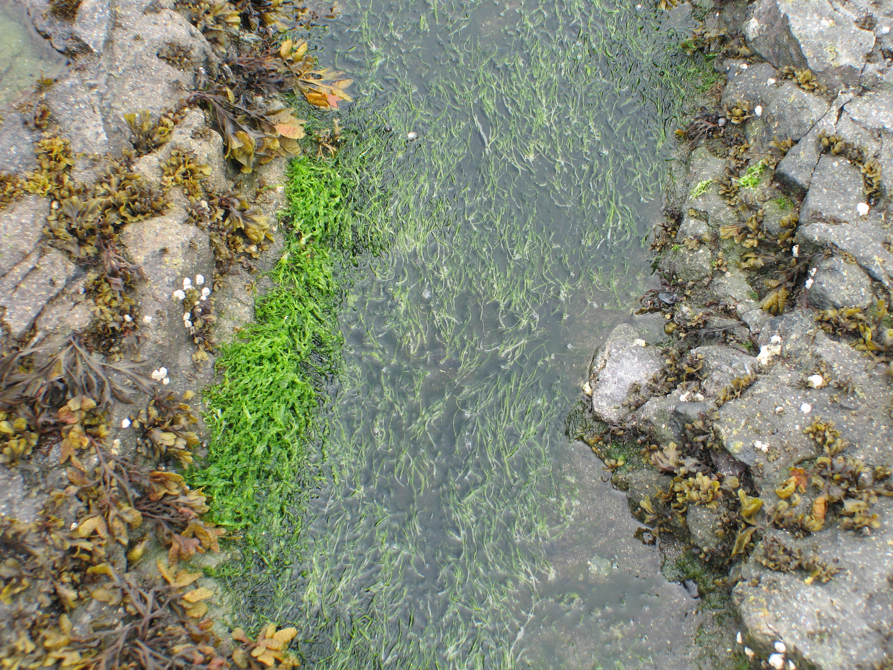 Ulva intestinalis – M. Lindeberg · Aleutian Islands · July 2006