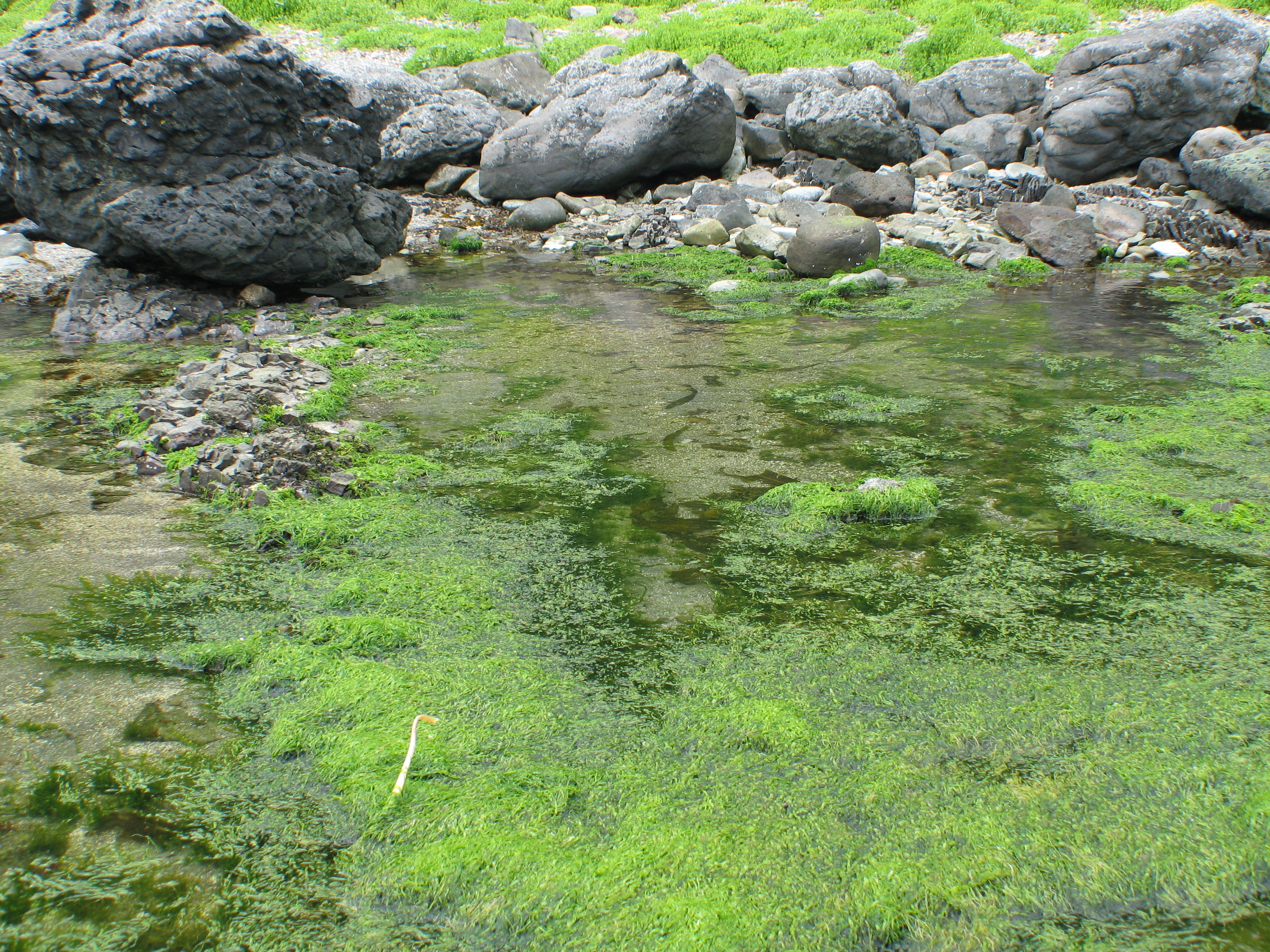 Ulva intestinalis – M. Lindeberg · Aleutian Islands · July 2006