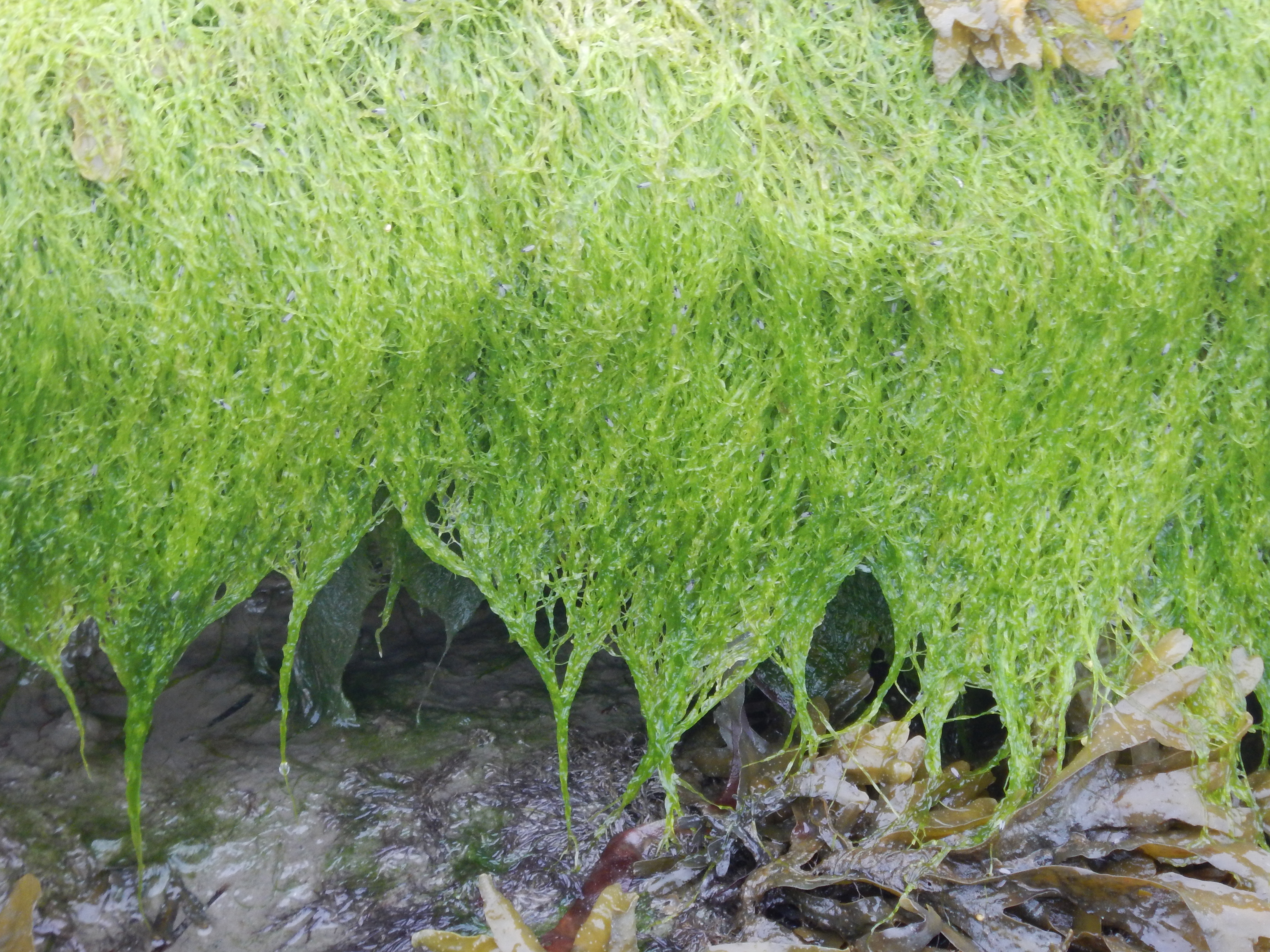 Ulva prolifera – M. Lindeberg · Cook Inlet · June 2016