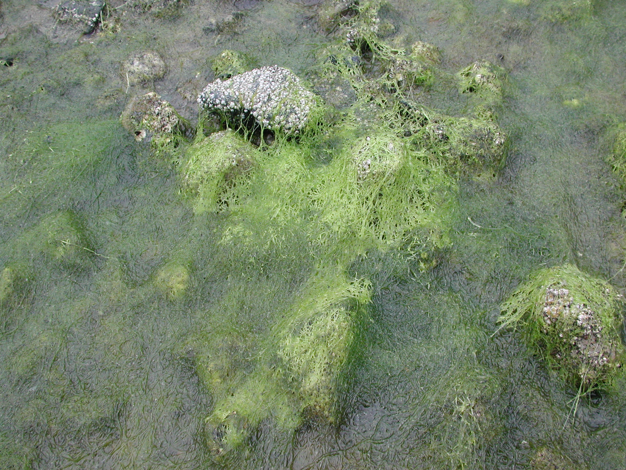 Ulva prolifera – M. Lindeberg · Southeast Alaska · July 2005