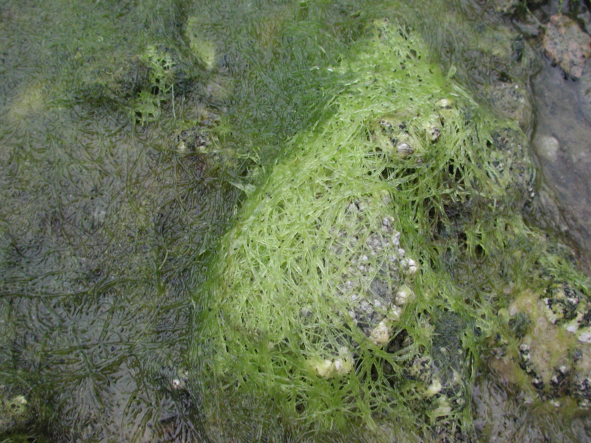 Ulva prolifera – M. Lindeberg · Southeast Alaska · July 2005