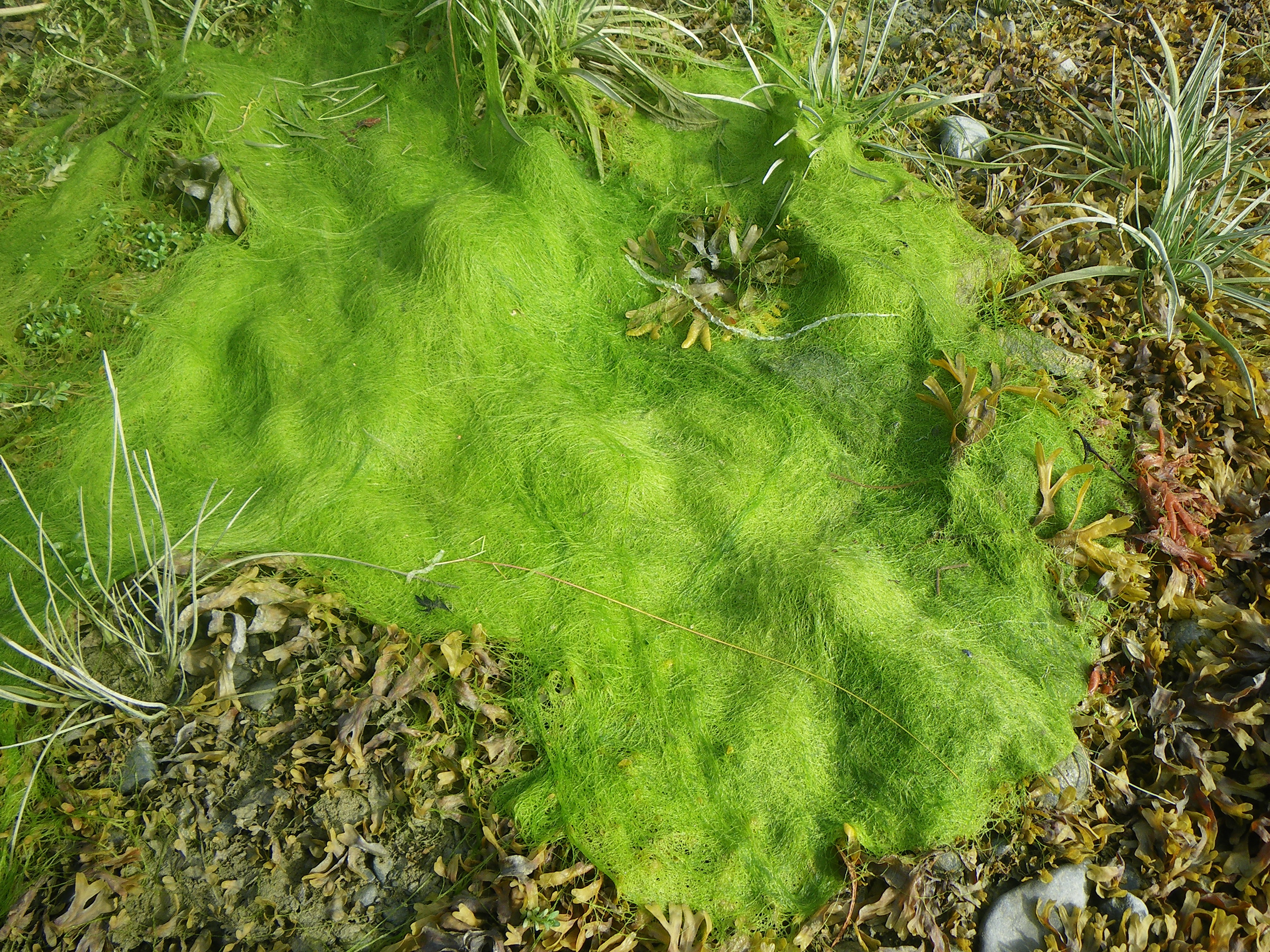 Ulvaria blyttii – M. Lindeberg · Southeast Alaska · May 2010