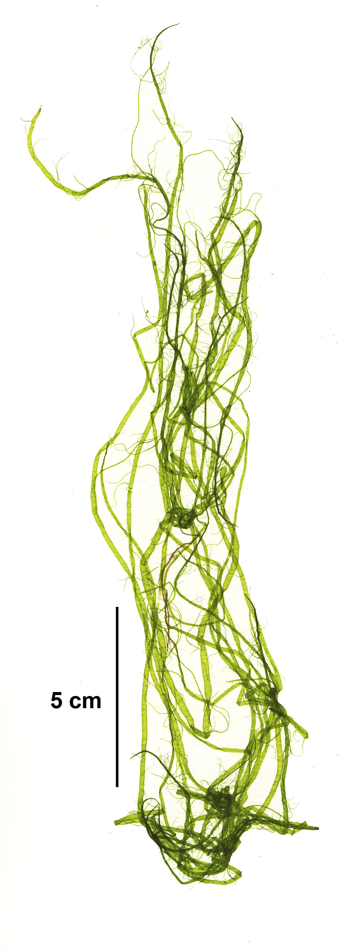 Ulva prolifera – M. Lindeberg · Southeast Alaska · July 2005