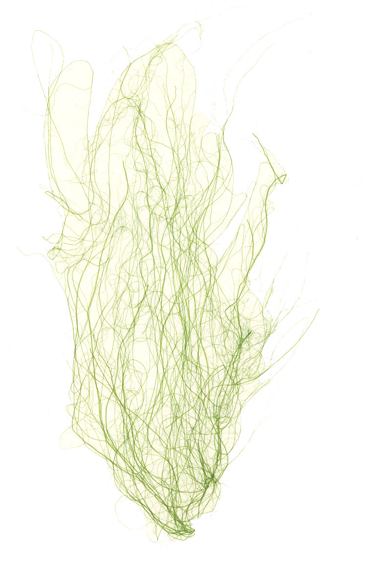Ulva prolifera – M. Lindeberg · Cook Inlet · July 1999