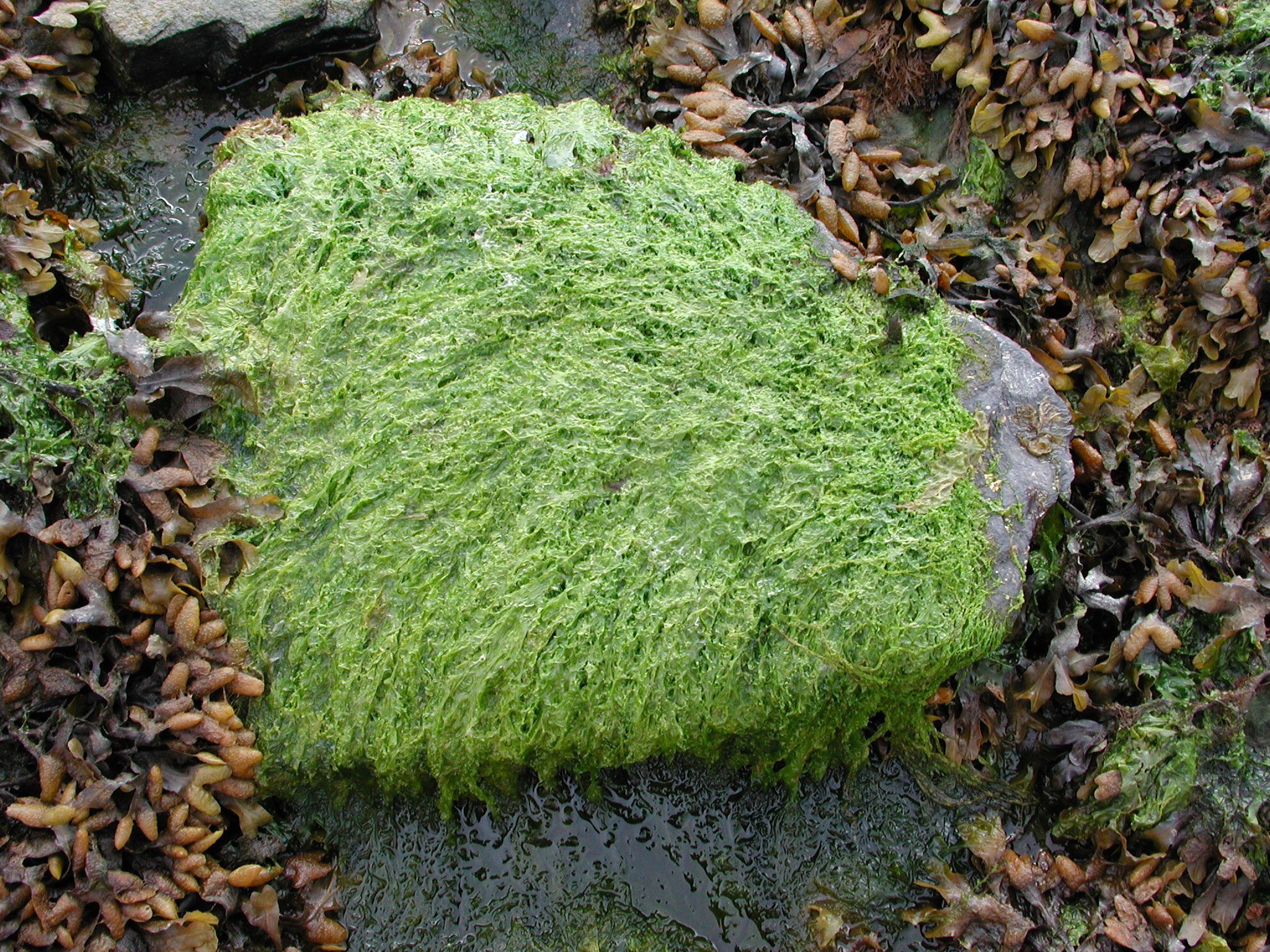 Ulva smaragdina – M. Lindeberg · Kodiak Archipelago · May 2005