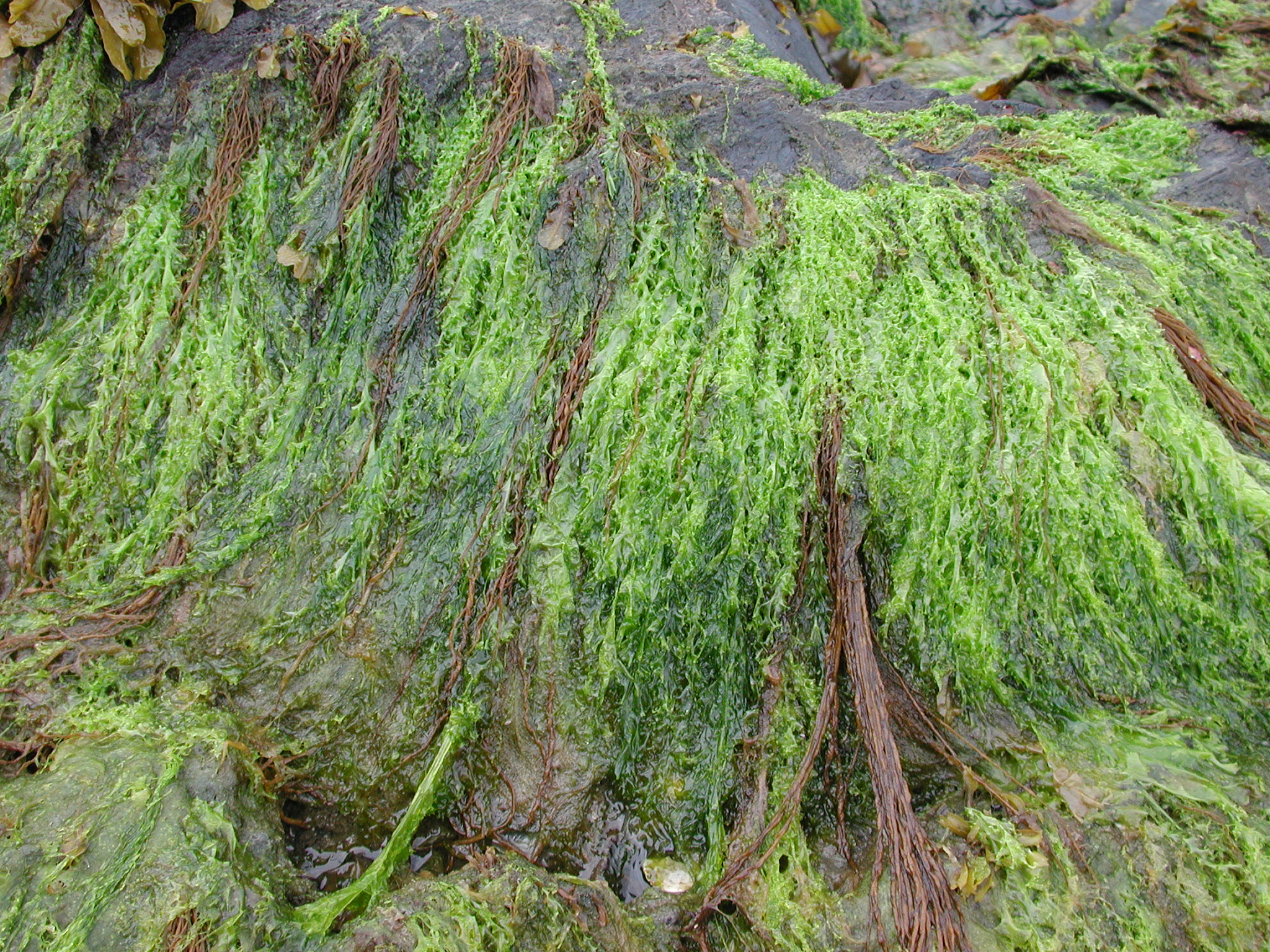 Ulva smaragdina – M. Lindeberg · Kodiak Archipelago · May 2005