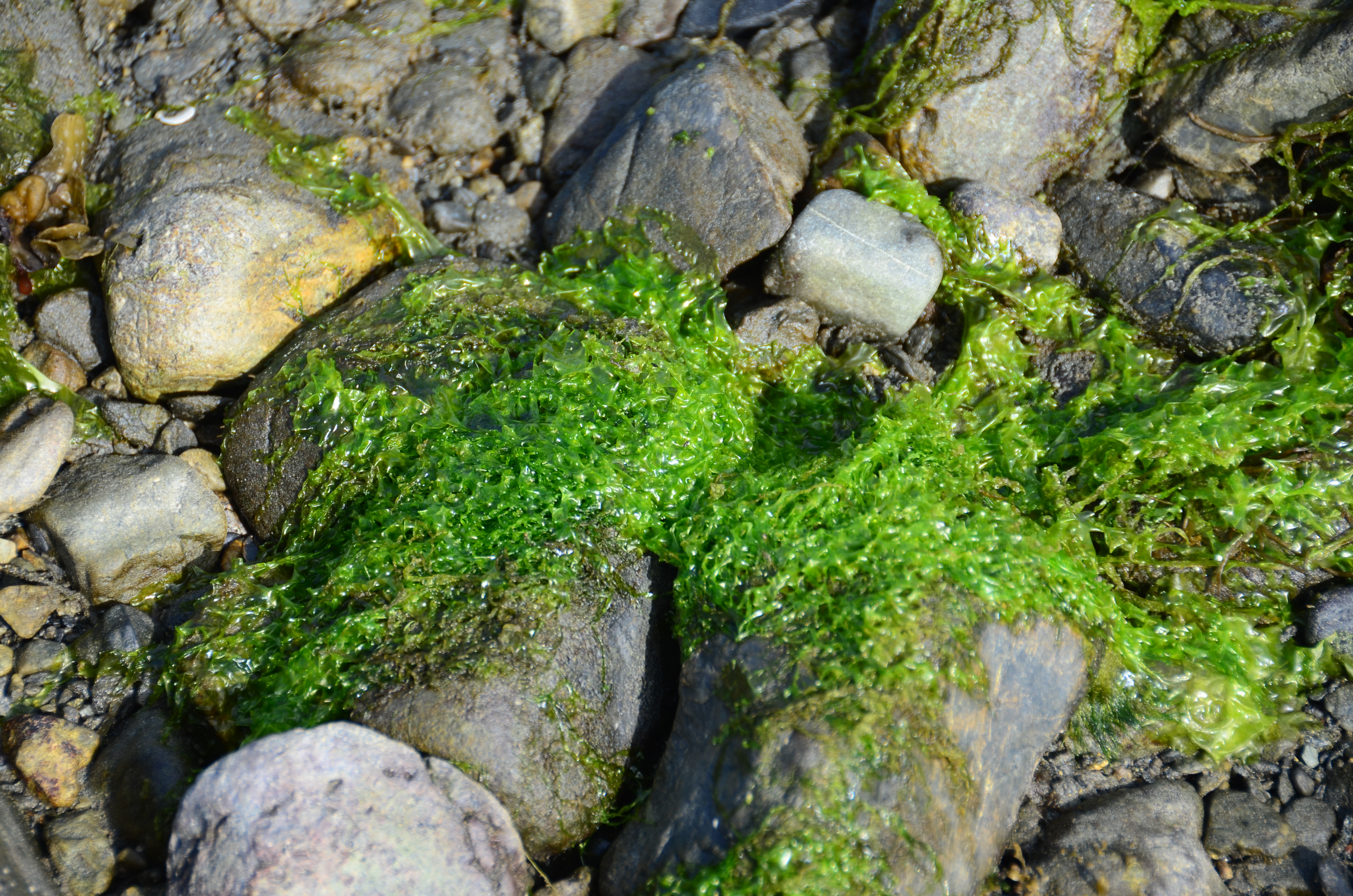 Ulva smaragdina – M. Lindeberg · Southeast Alaska · May 2013