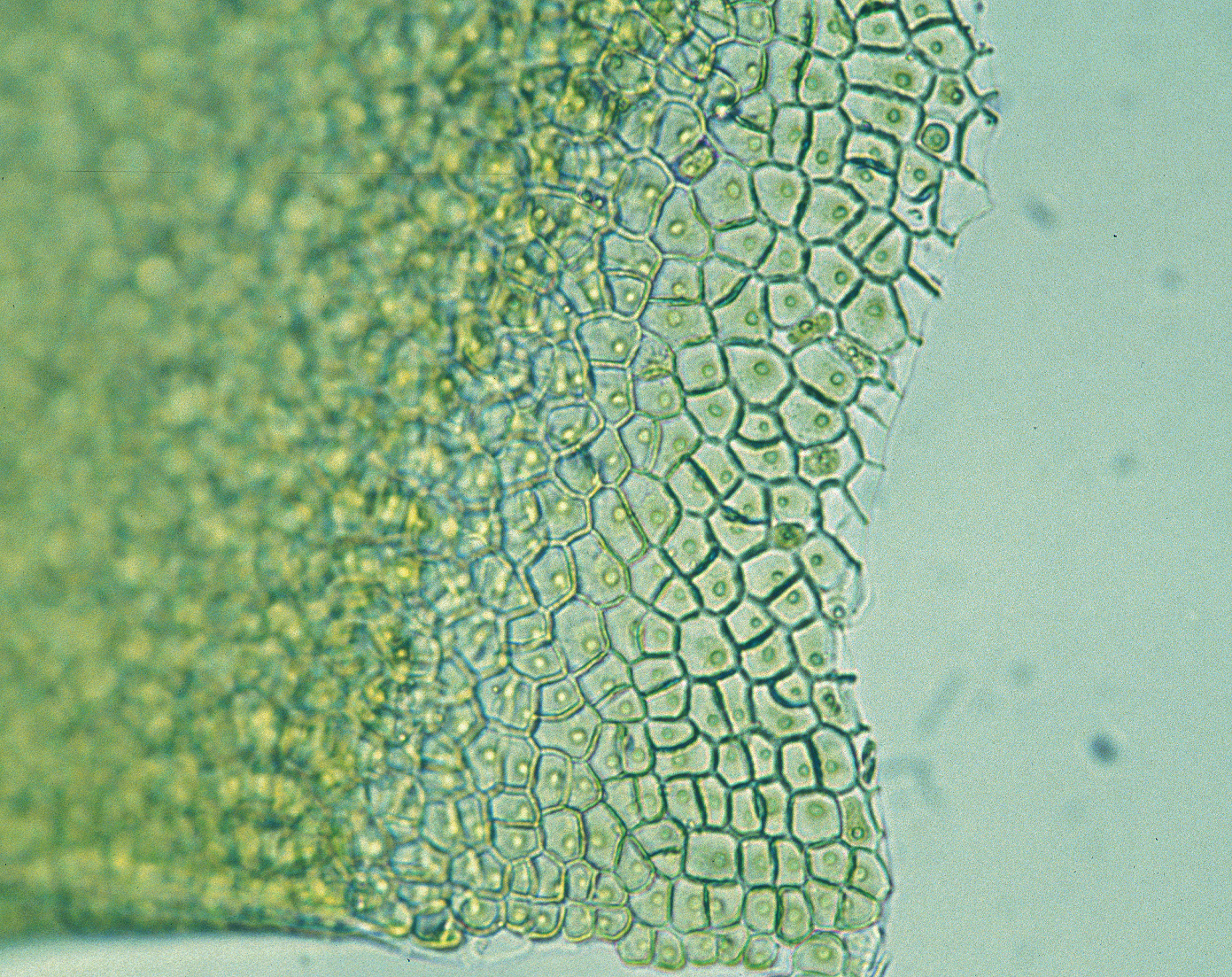 Ulva smaragdina – M. Lindeberg · Cook Inlet · June 1999