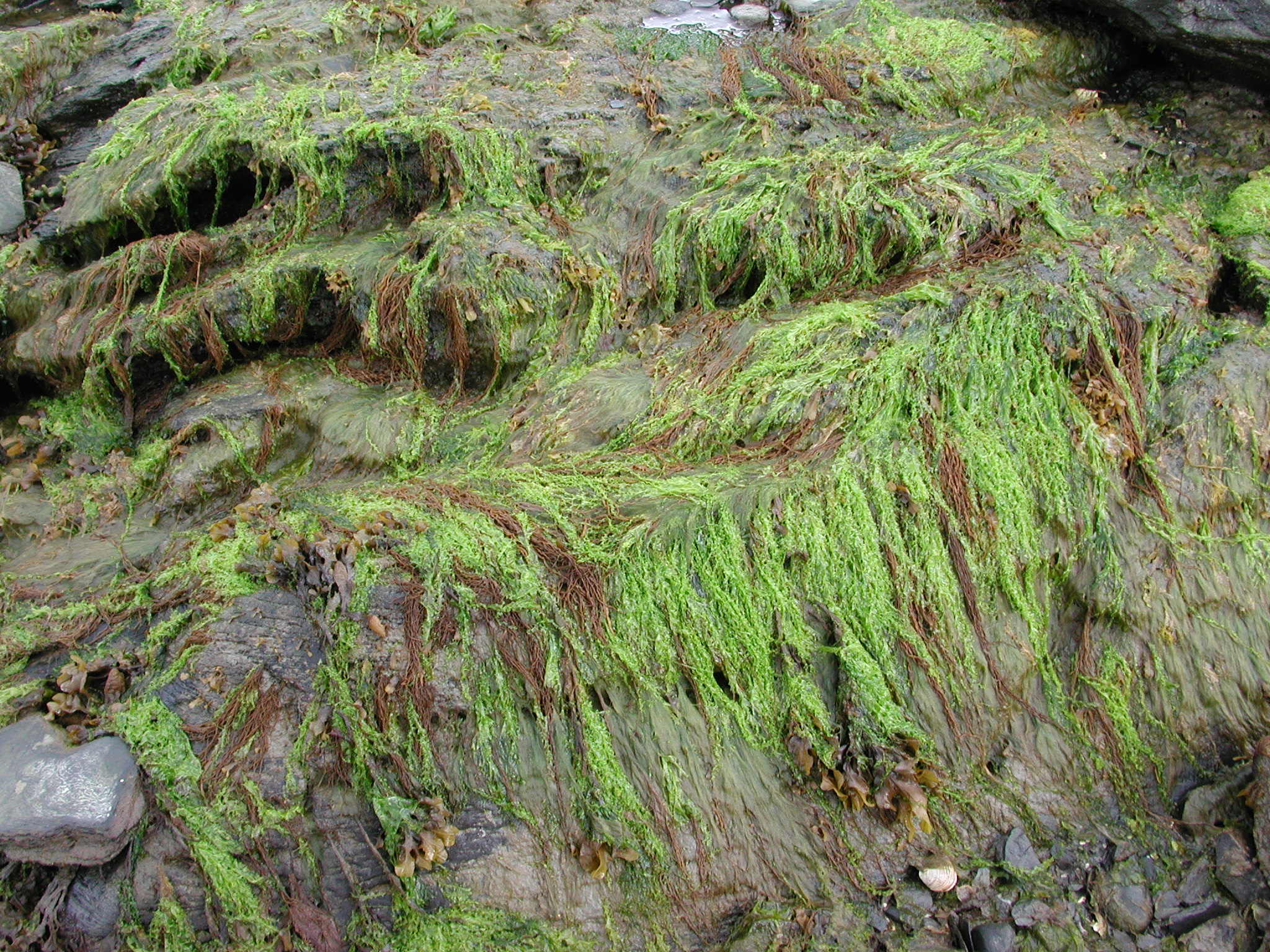 Ulva smaragdina – M. Lindeberg · Kodiak Archipelago · May 2005