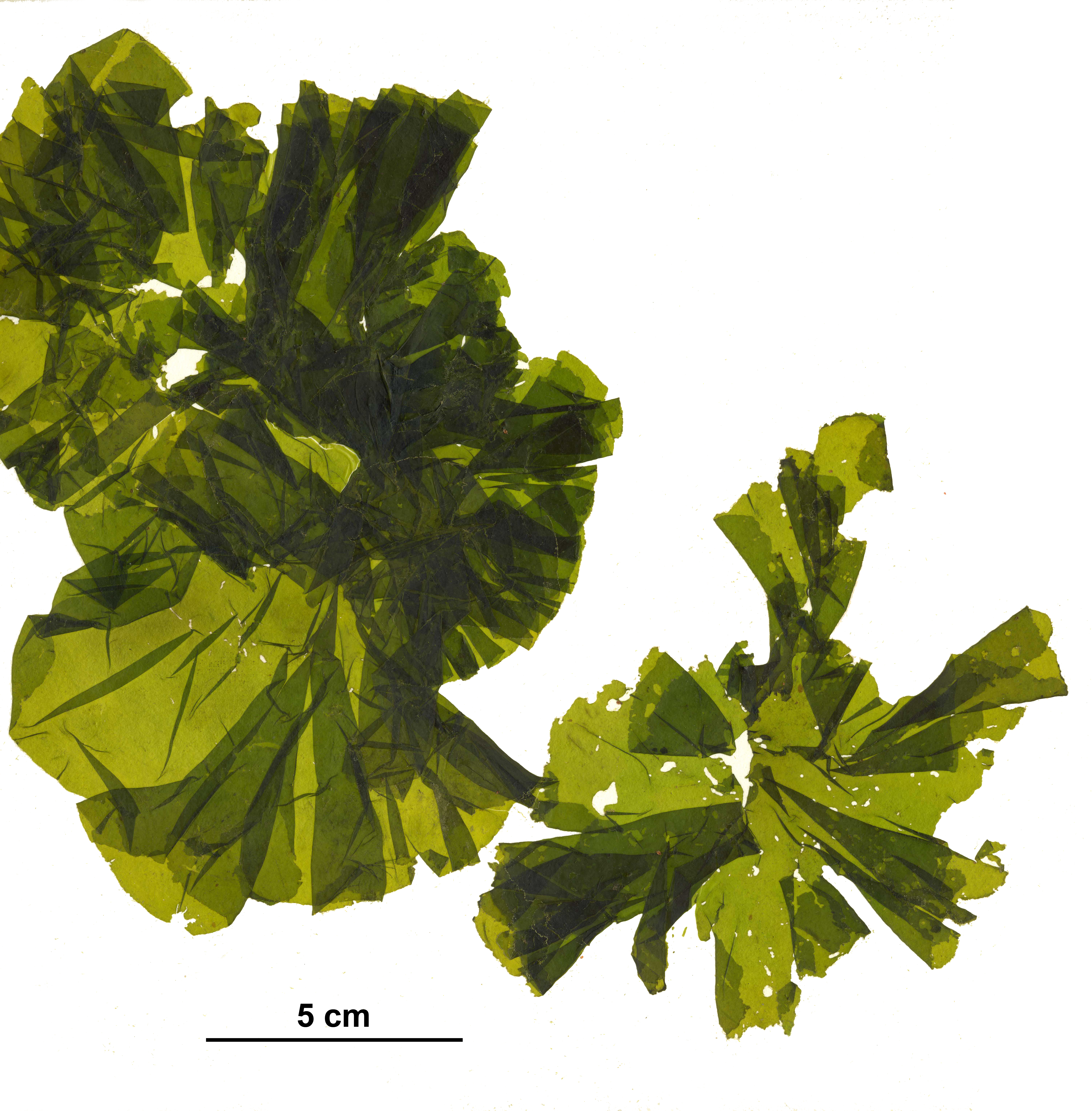 Ulvaria blyttii