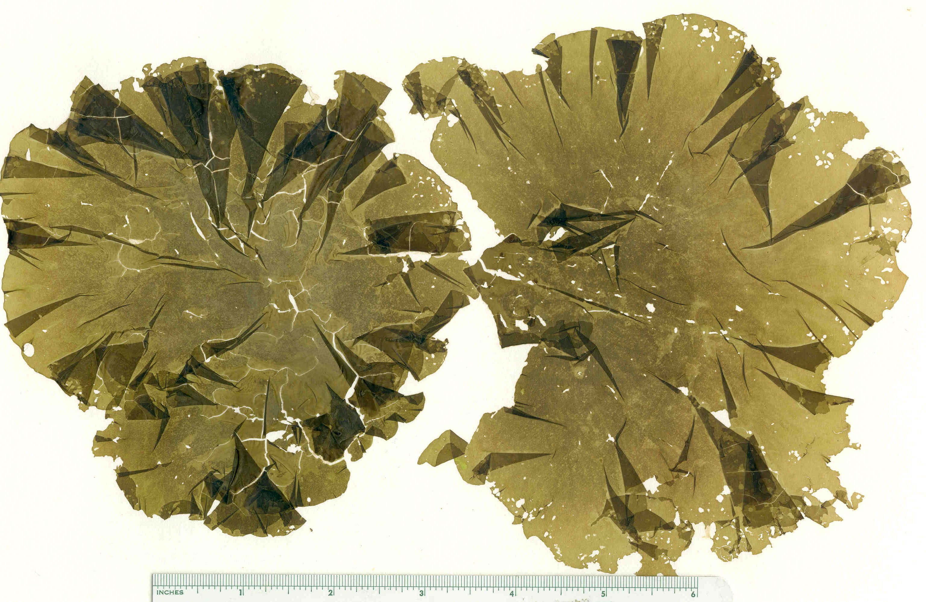 Ulvaria blyttii – M. Lindeberg · Cook Inlet · July 1995