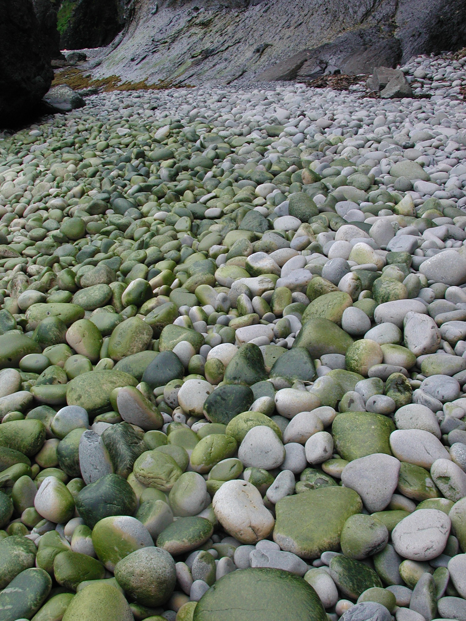 Urospora neglecta – M. Lindeberg · Aleutian Islands · June 2005