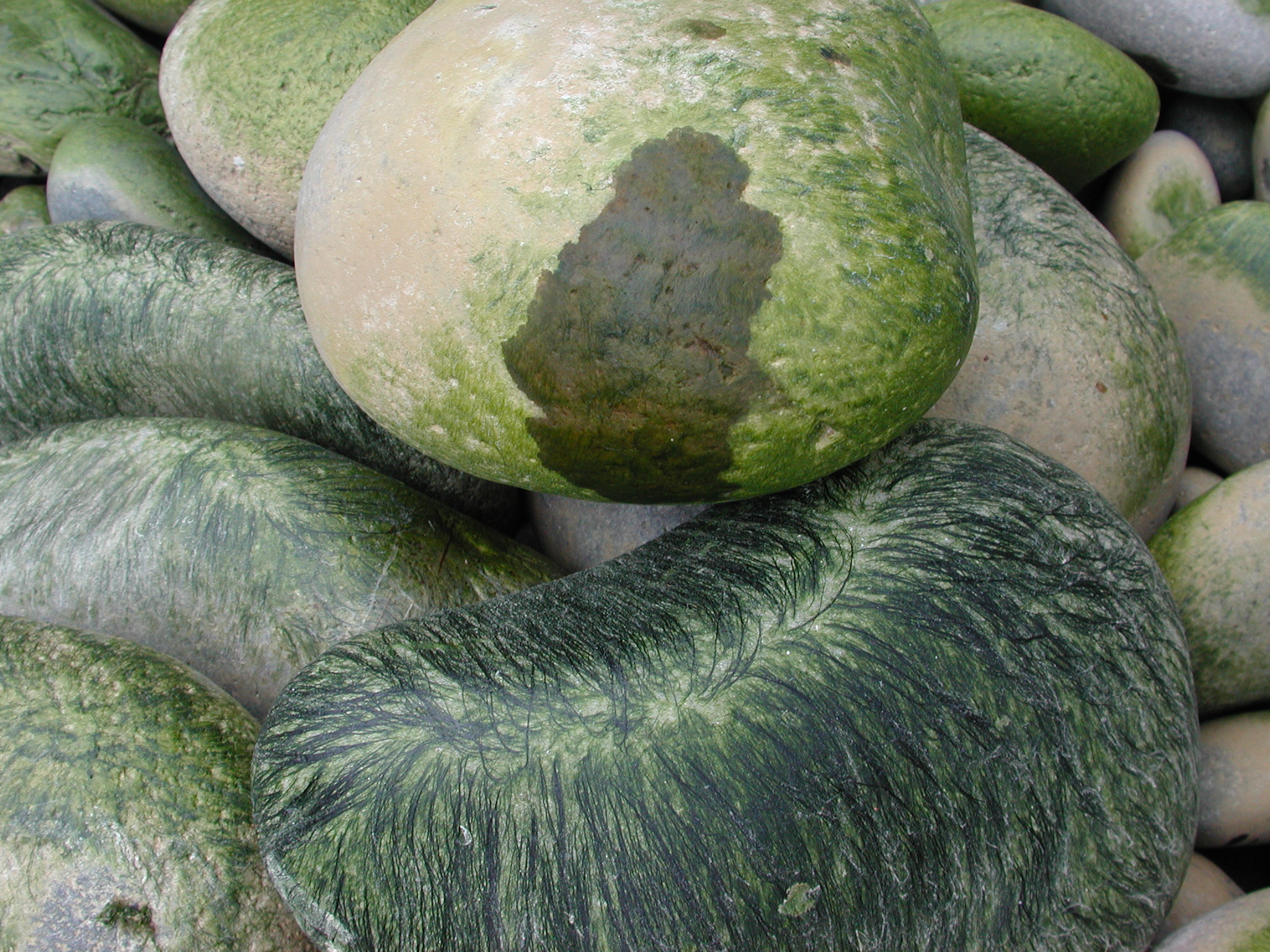 Urospora neglecta – M. Lindeberg · Aleutian Islands · June 2005