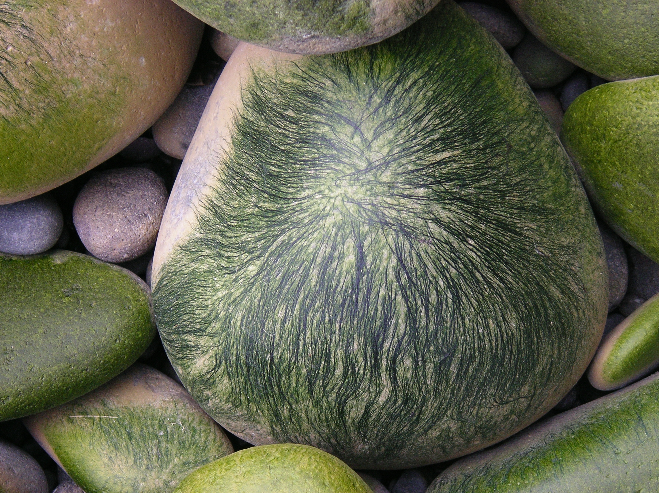 Urospora neglecta – M. Lindeberg · Aleutian Islands · June 2005
