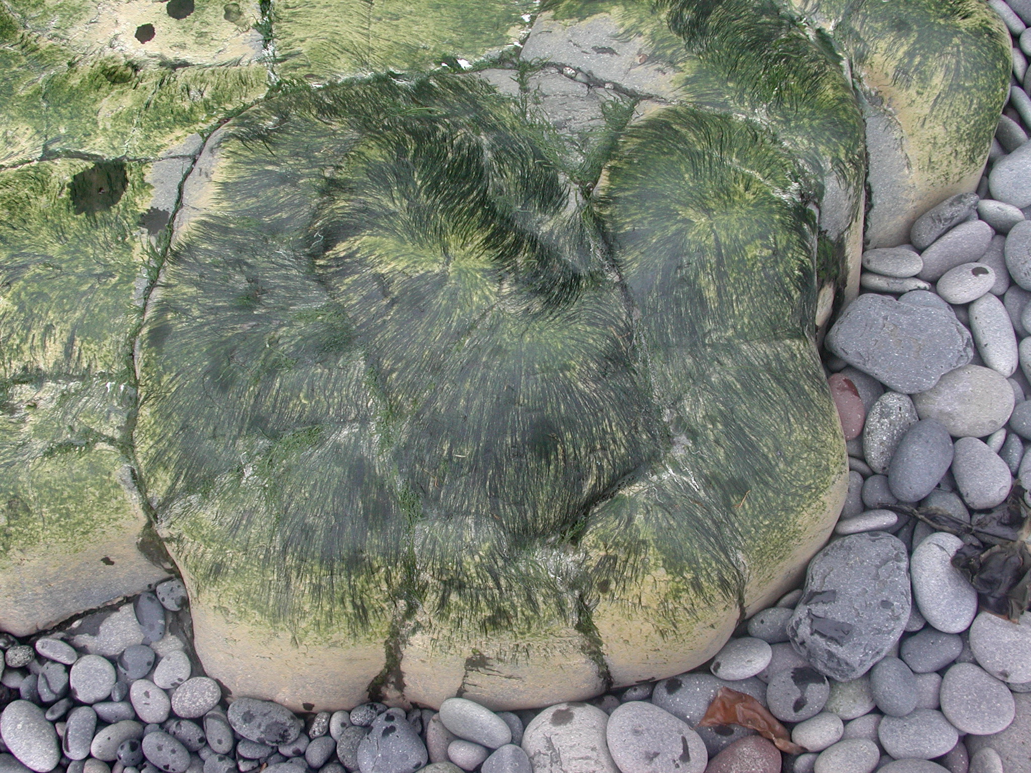 Urospora neglecta – M. Lindeberg · Aleutian Islands · June 2005