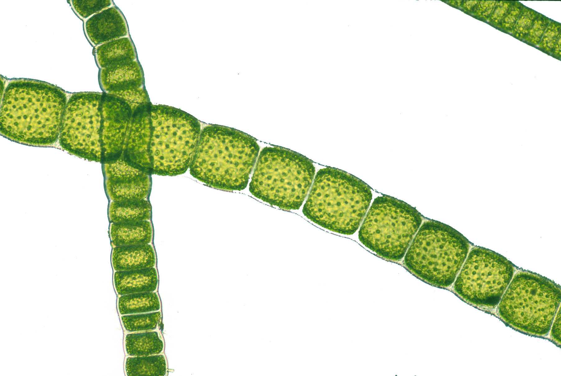Urospora neglecta – M. Lindeberg · Cook Inlet · June 2000