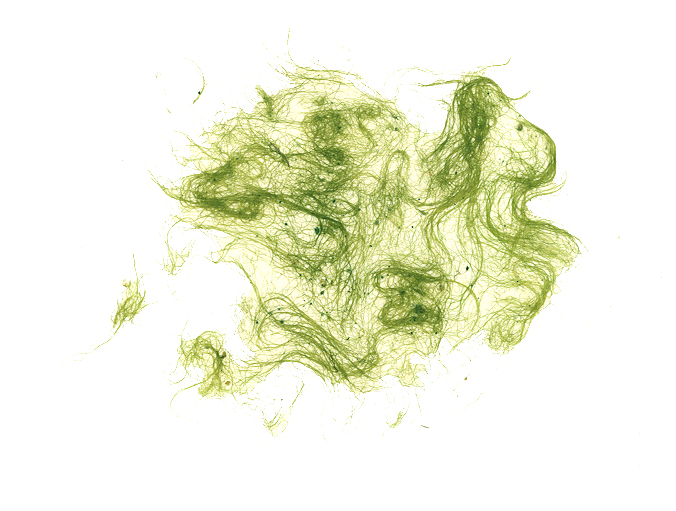 Urospora neglecta
