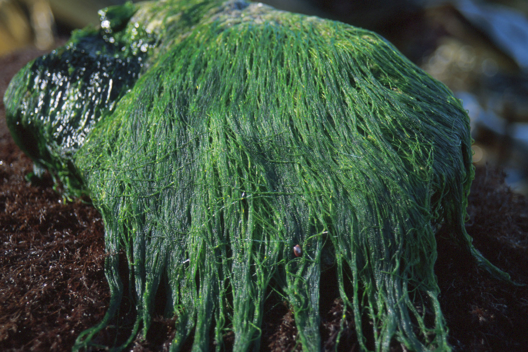 Urospora wormskioldii – M. Lindeberg · Cook Inlet