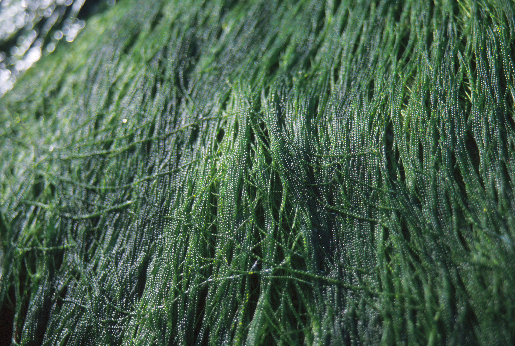 Urospora wormskioldii – M. Lindeberg · Cook Inlet
