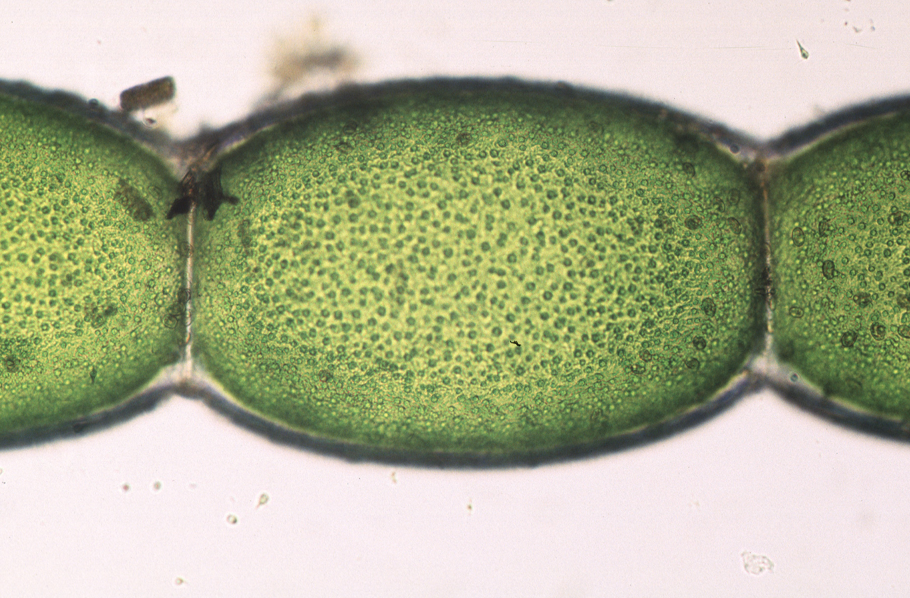 Urospora wormskioldii – M. Lindeberg · Cook Inlet
