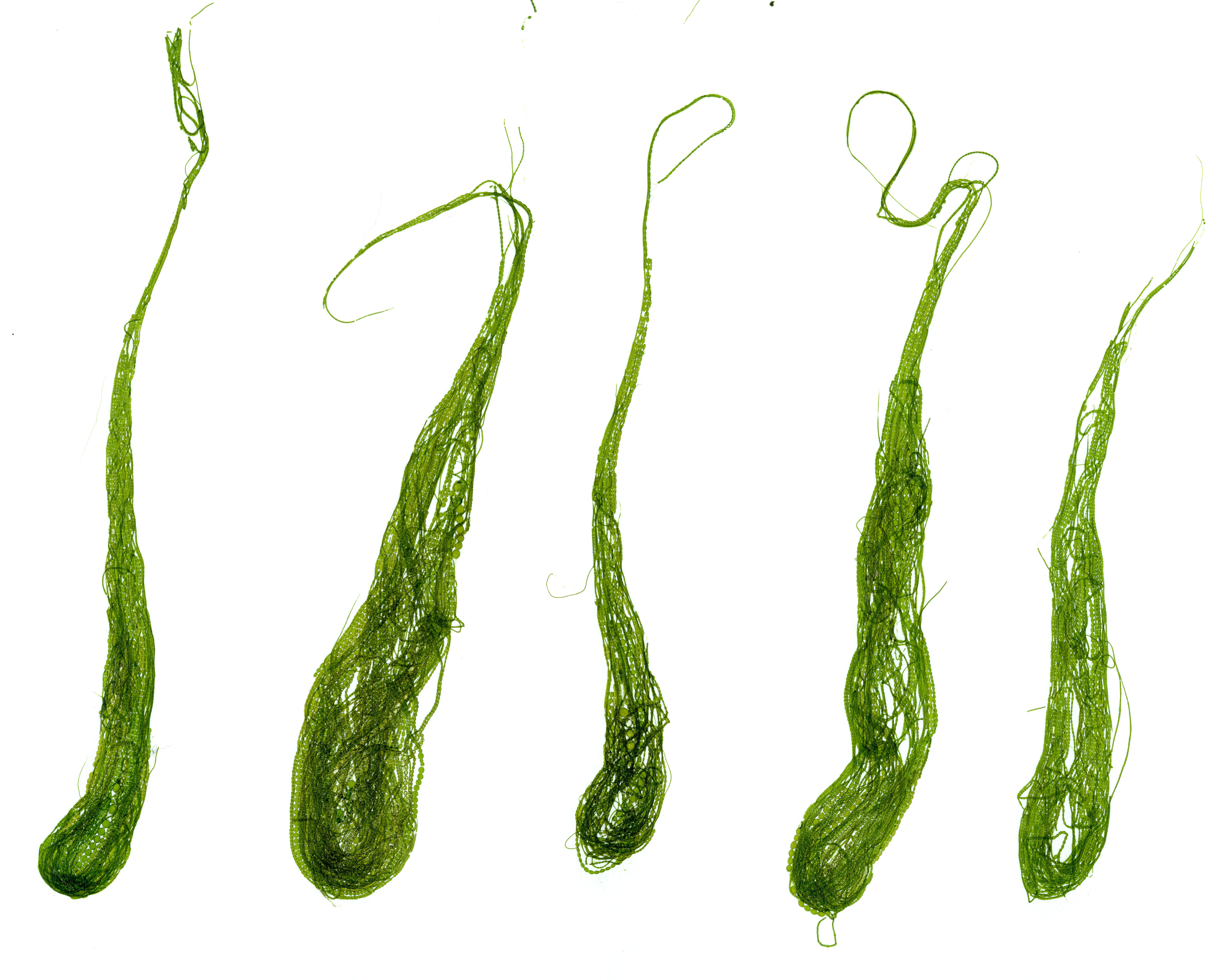 Urospora wormskioldii – M. Lindeberg