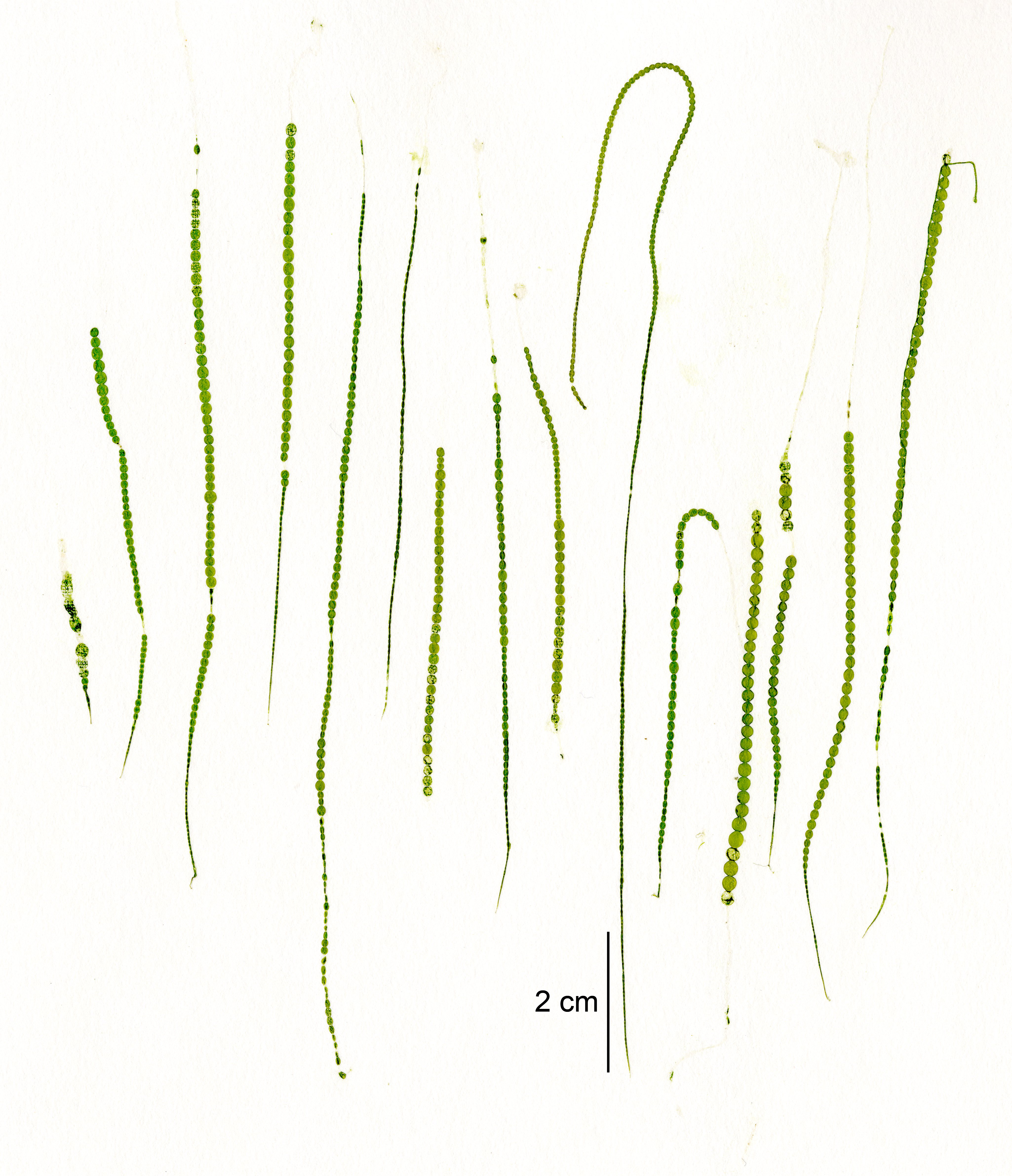 Urospora wormskioldii