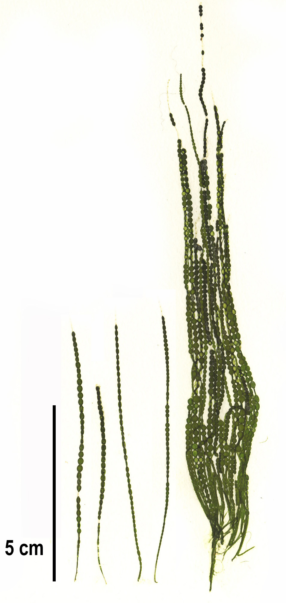 Urospora wormskioldii – M. Lindeberg