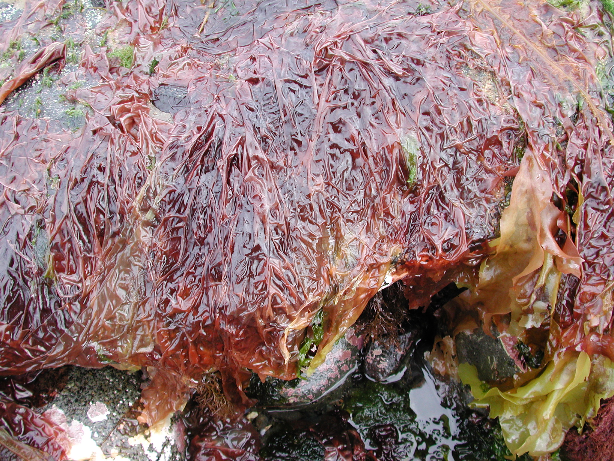 Wildemania amplissima – M. Lindeberg · Kodiak Archipelago · May 2005