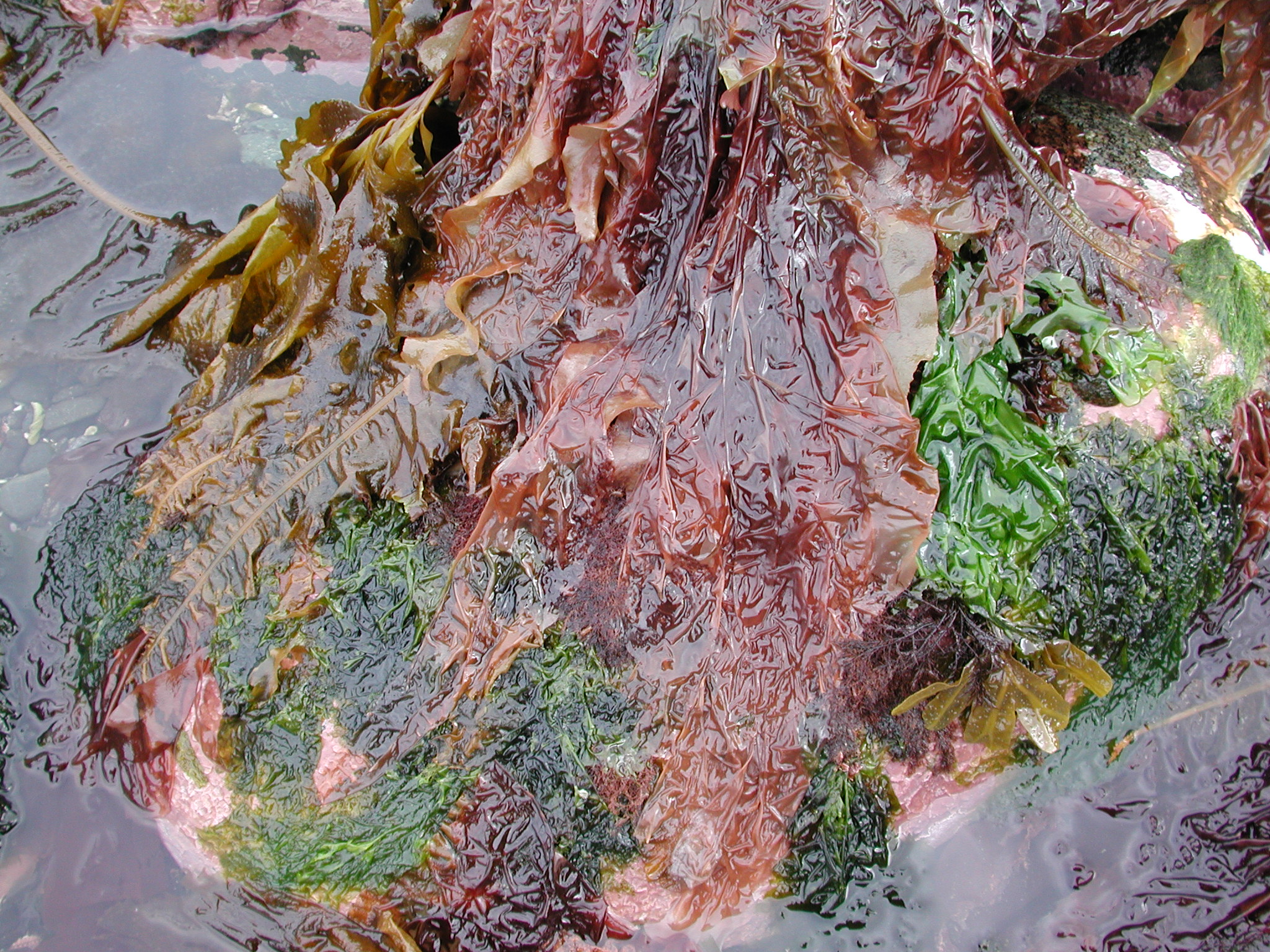 Wildemania amplissima – M. Lindeberg · Kodiak Archipelago · May 2005