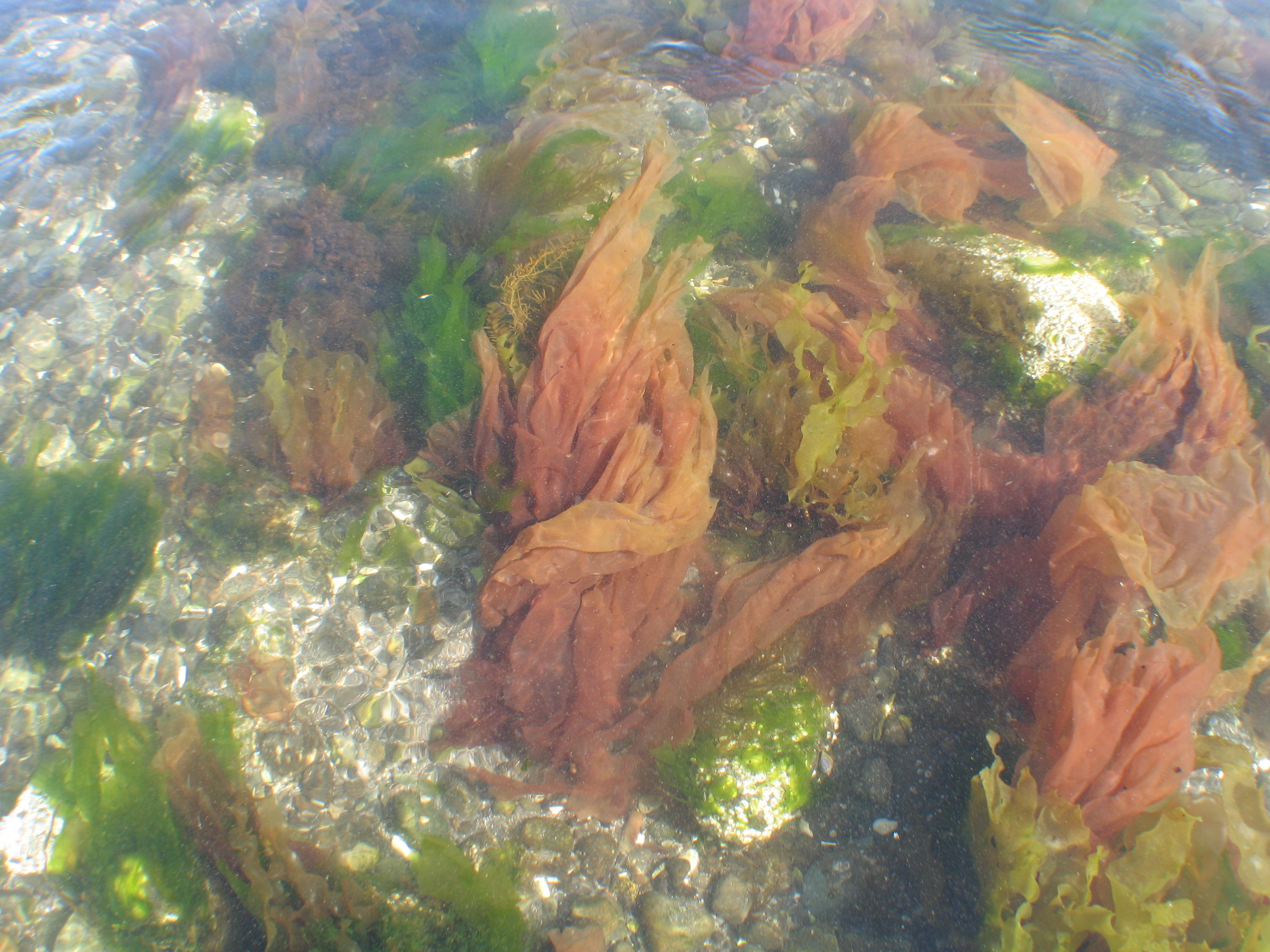 Wildemania amplissima – M. Lindeberg · Alaska Peninsula · July 2009