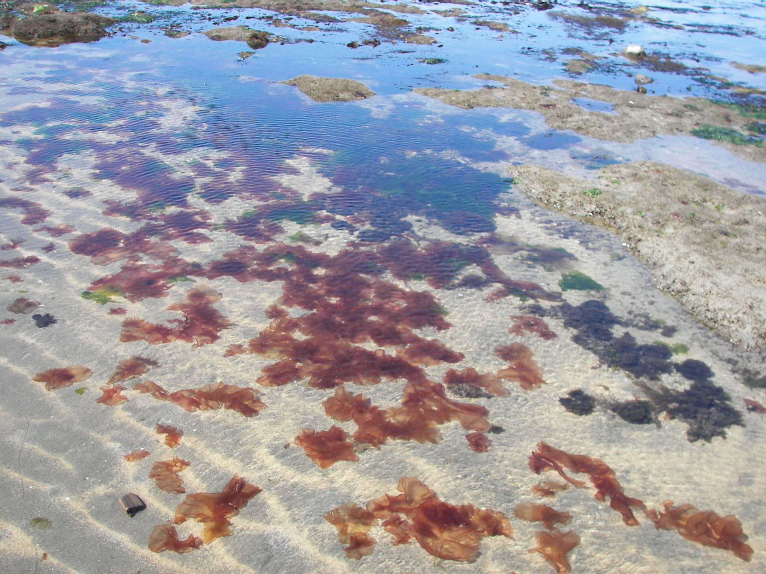 Wildemania amplissima – Alaska Peninsula